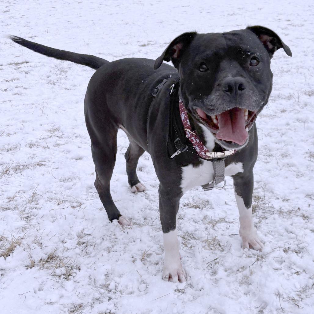 Cash, a Adoptable mixed breed in South Burlington, VT image 3/6