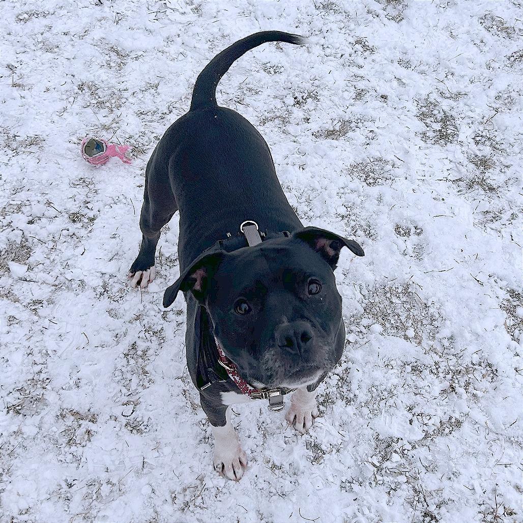 Cash, a Adoptable mixed breed in South Burlington, VT image 4/6