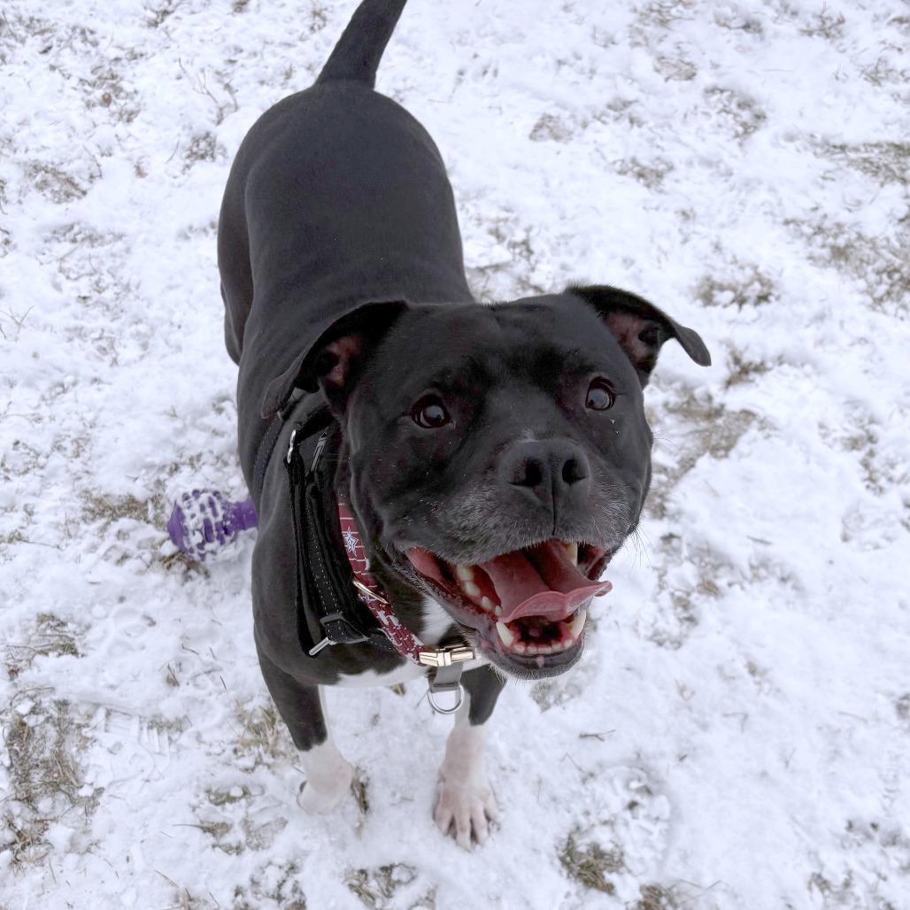 Cash, a Adoptable mixed breed in South Burlington, VT image 5/6