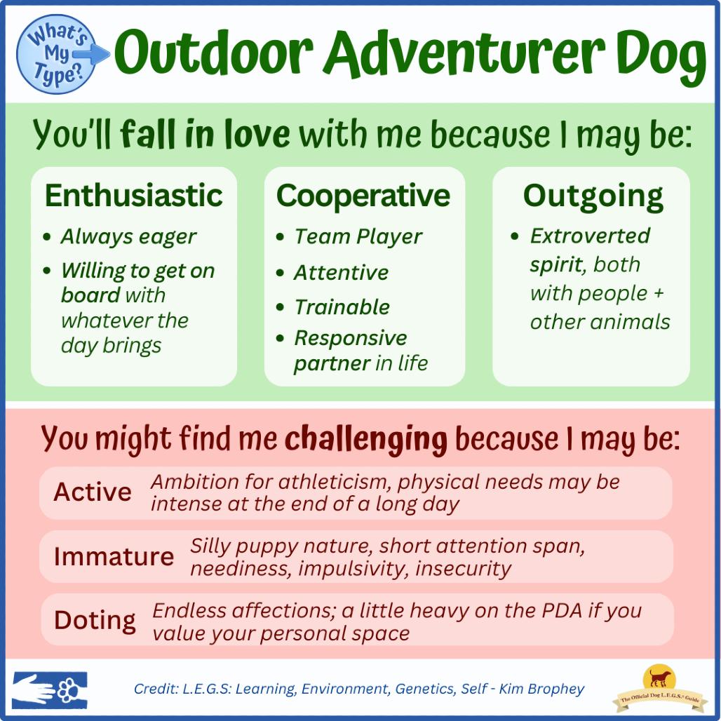 Cash, a Adoptable mixed breed in South Burlington, VT image 6/6