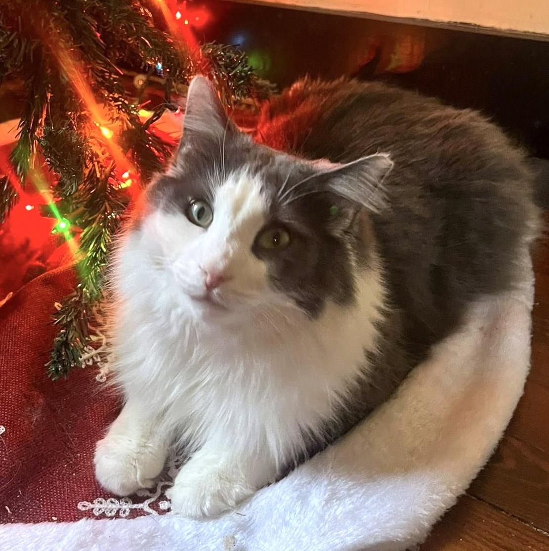 Enlarge Holmes & Silas, a Adoptable Domestic Long Hair in Pittsburgh, PA image 3/6