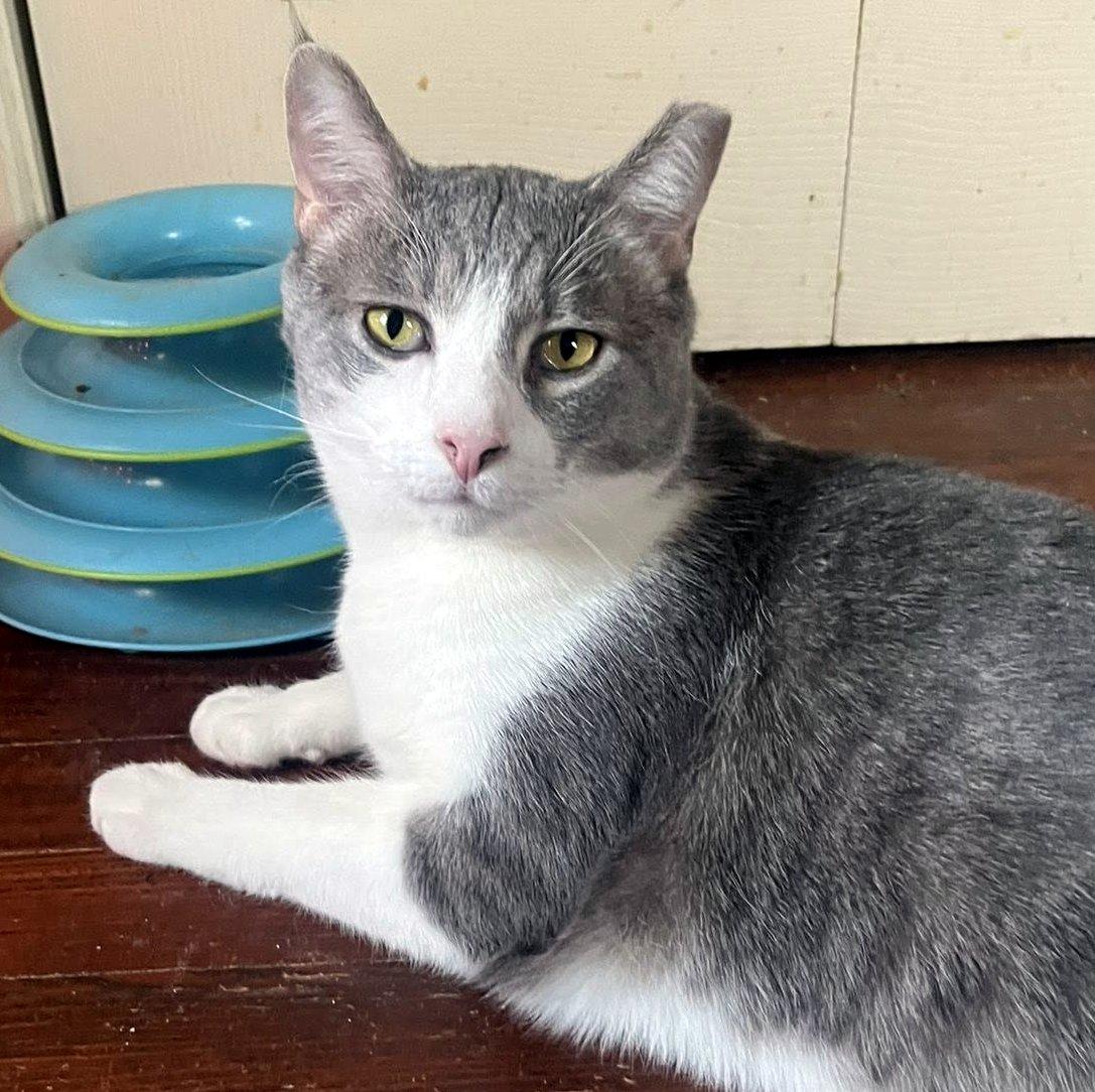 Enlarge Holmes & Silas, a Adoptable Domestic Long Hair in Pittsburgh, PA image 5/6