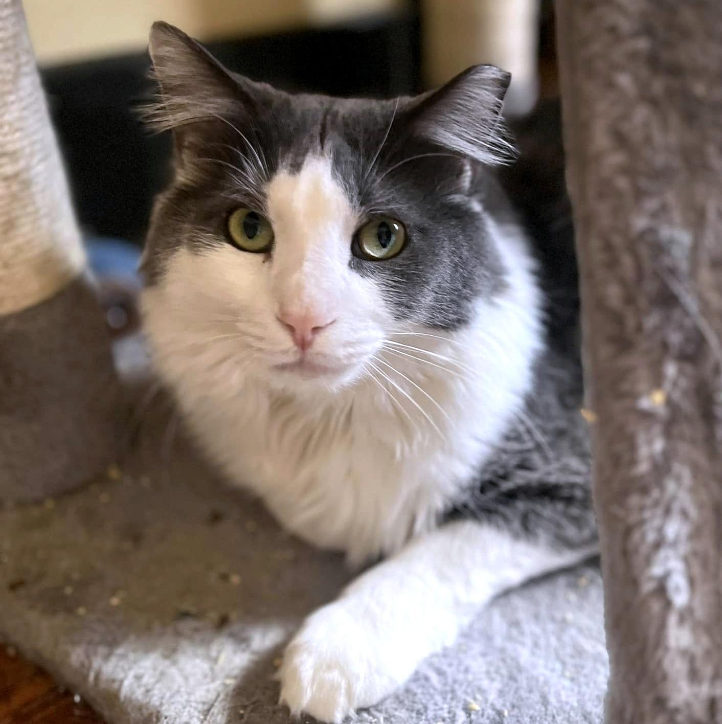 Enlarge Holmes & Silas, a Adoptable Domestic Long Hair in Pittsburgh, PA image 6/6