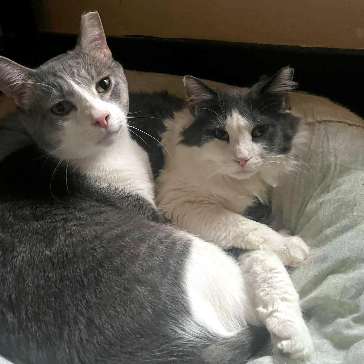 Enlarge Holmes & Silas, a Adoptable Domestic Long Hair in Pittsburgh, PA image 4/6