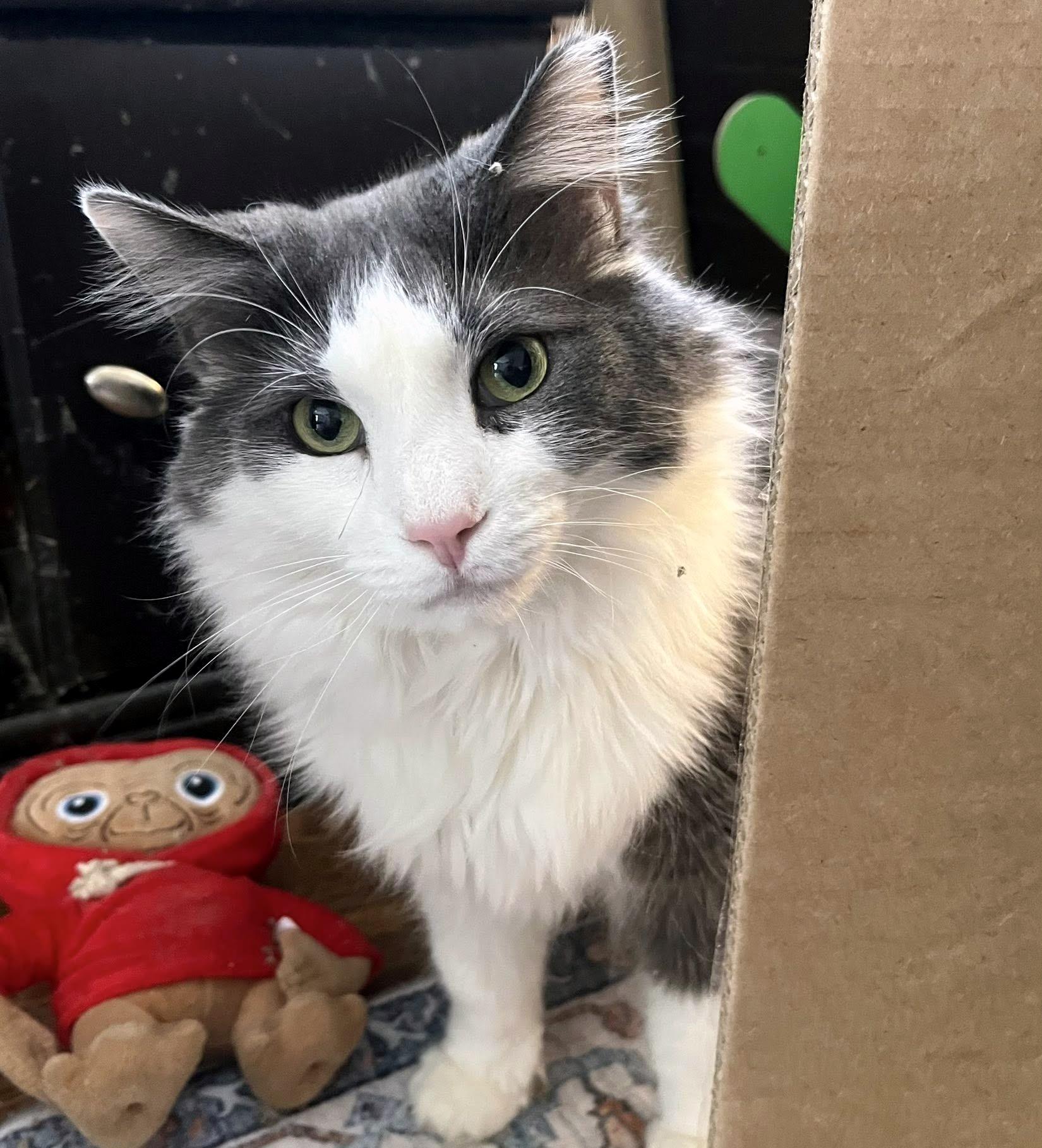 Enlarge Holmes & Silas, a Adoptable Domestic Long Hair in Pittsburgh, PA image 3/6