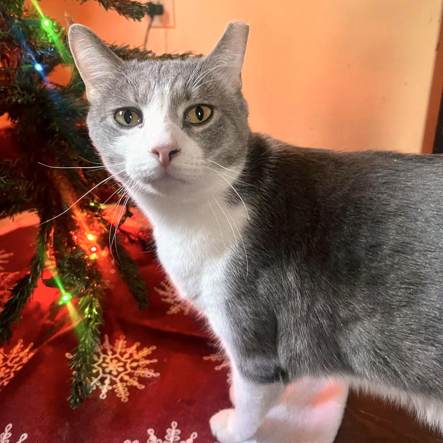 Enlarge Holmes & Silas, a Adoptable Domestic Long Hair in Pittsburgh, PA image 2/6