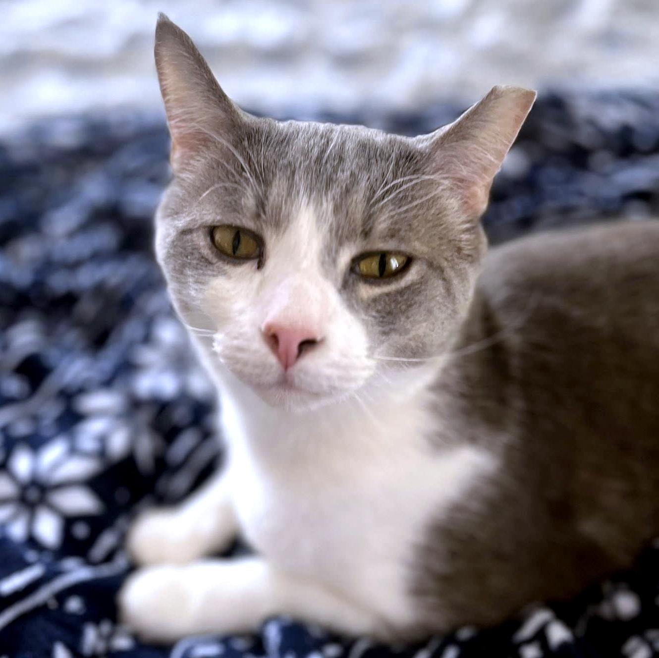 Enlarge Holmes & Silas, a Adoptable Domestic Long Hair in Pittsburgh, PA image 2/6