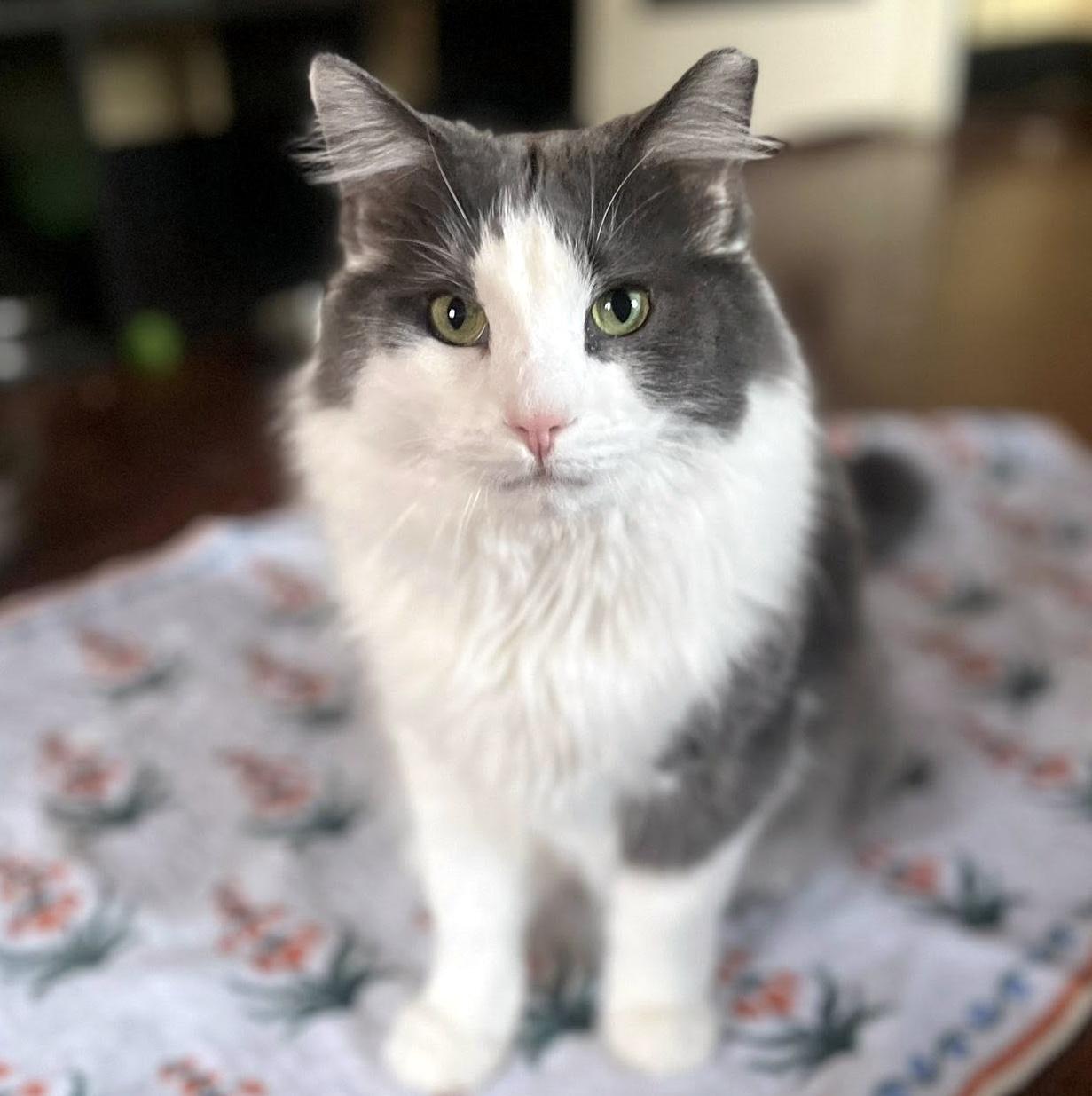 Enlarge Holmes & Silas, a Adoptable Domestic Long Hair in Pittsburgh, PA image 6/6