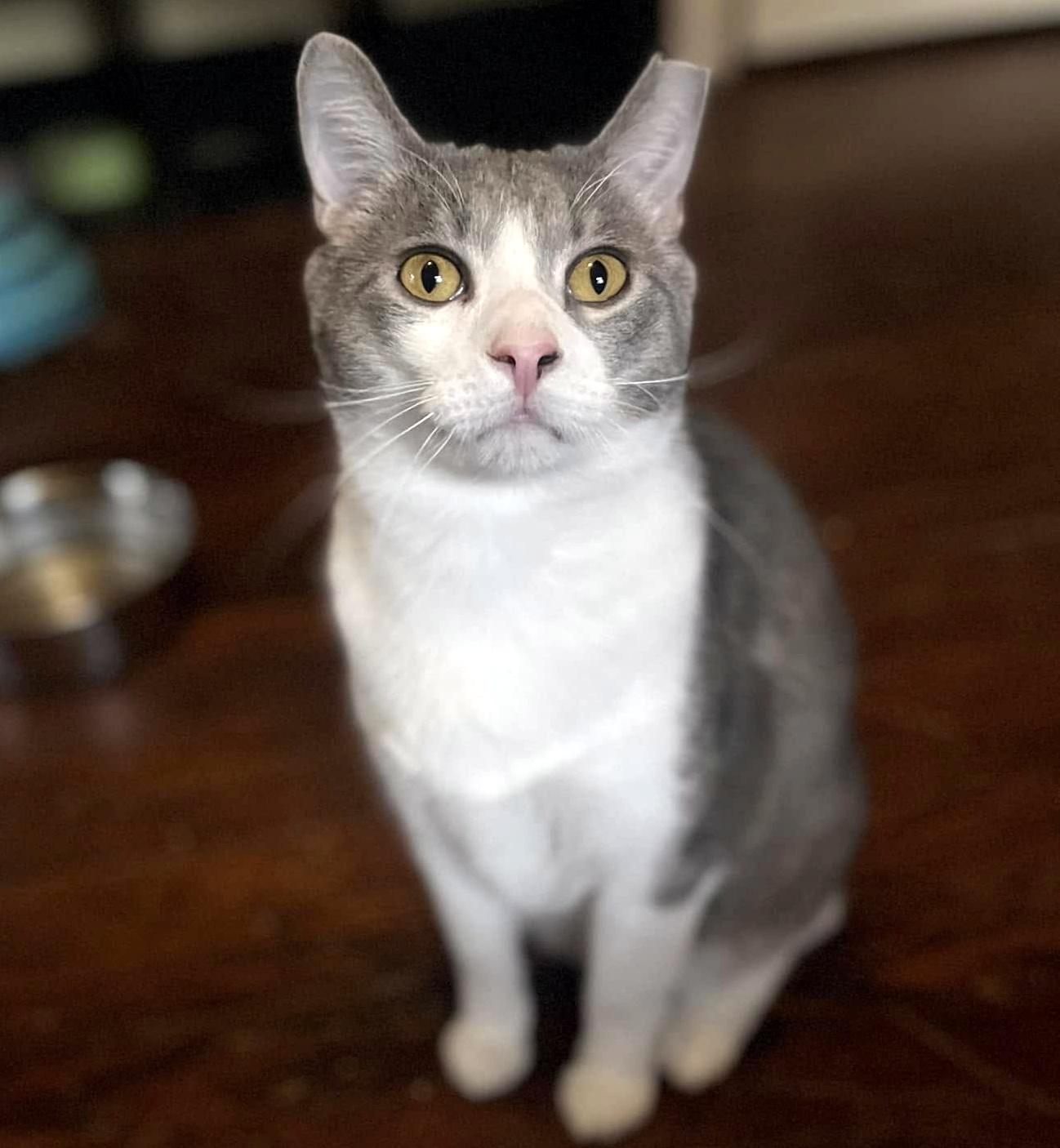 Enlarge Holmes & Silas, a Adoptable Domestic Long Hair in Pittsburgh, PA image 5/6