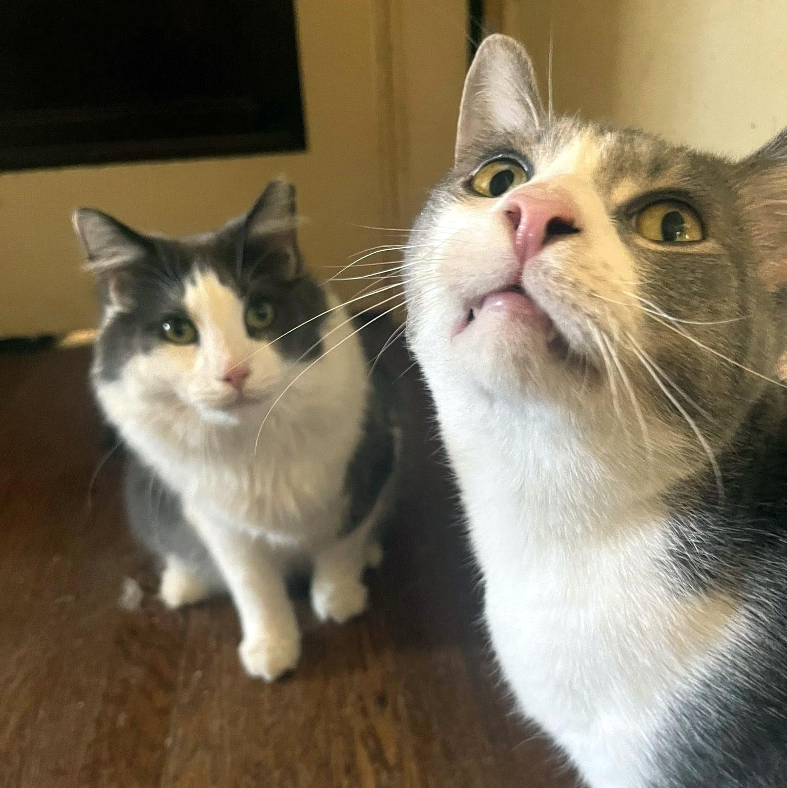 Enlarge Holmes & Silas, a Adoptable Domestic Long Hair in Pittsburgh, PA image 1/6