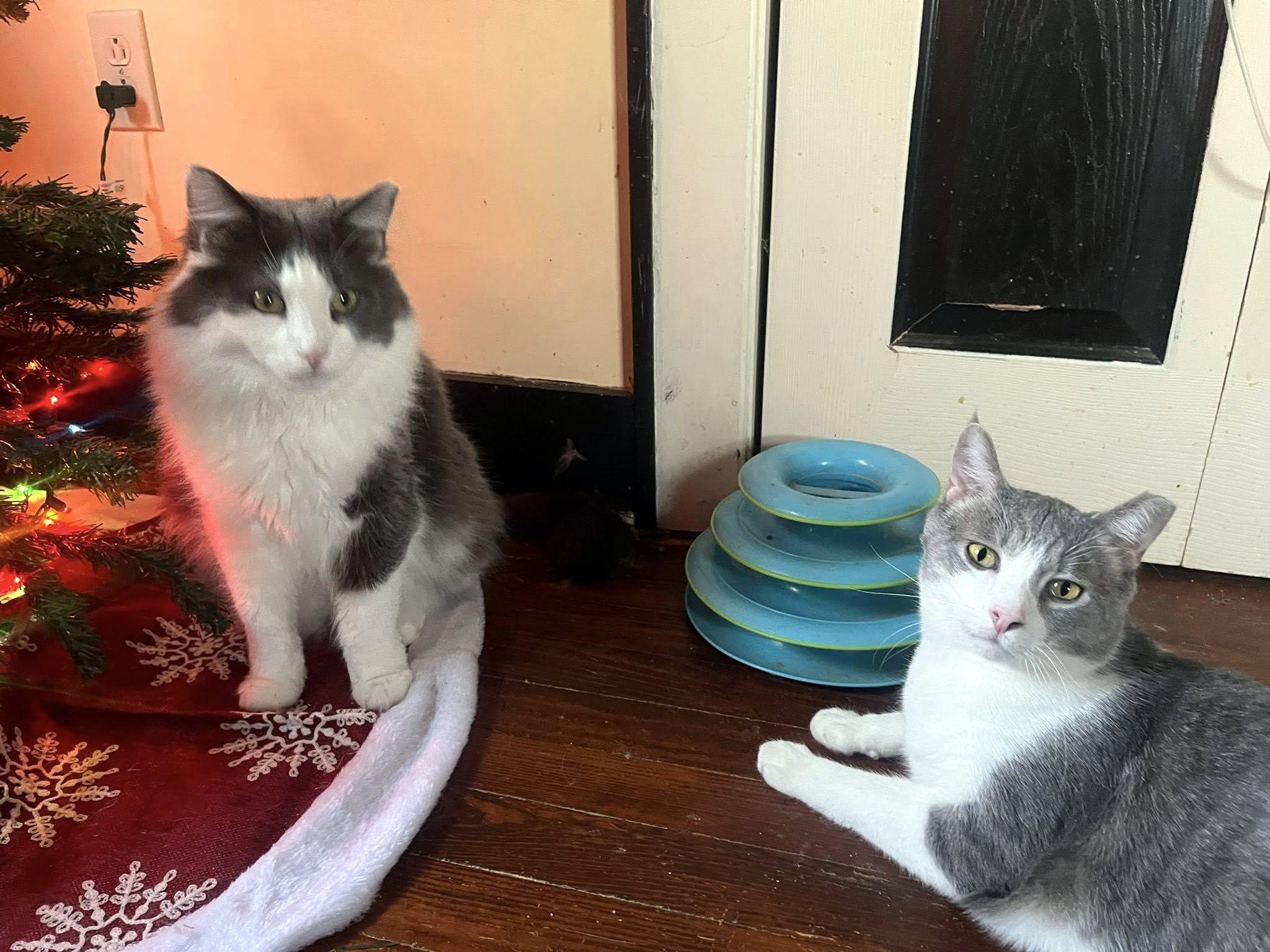 Enlarge Holmes & Silas, a Adoptable Domestic Long Hair in Pittsburgh, PA image 4/6