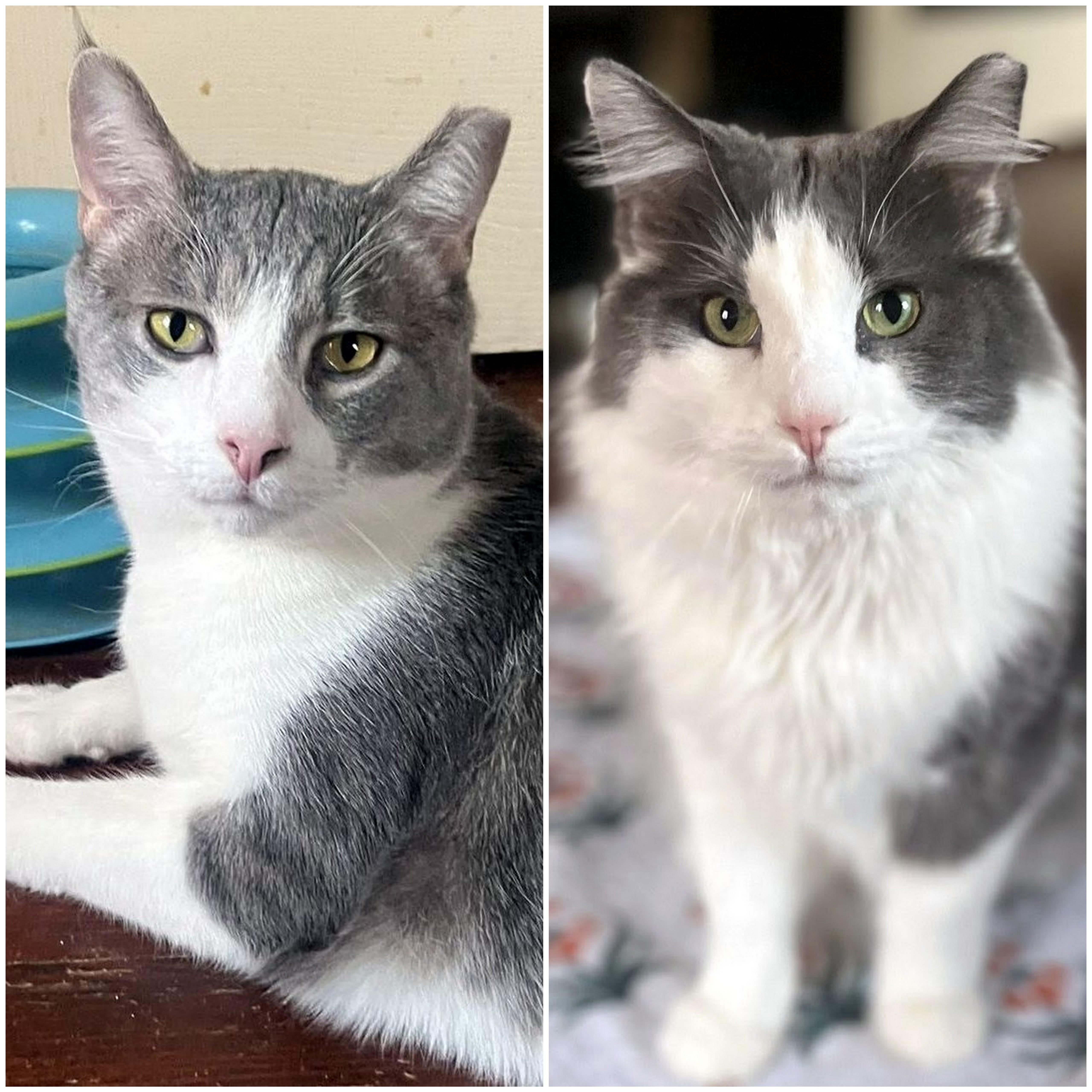 Enlarge Holmes & Silas, a Adoptable Domestic Long Hair in Pittsburgh, PA image 1/6