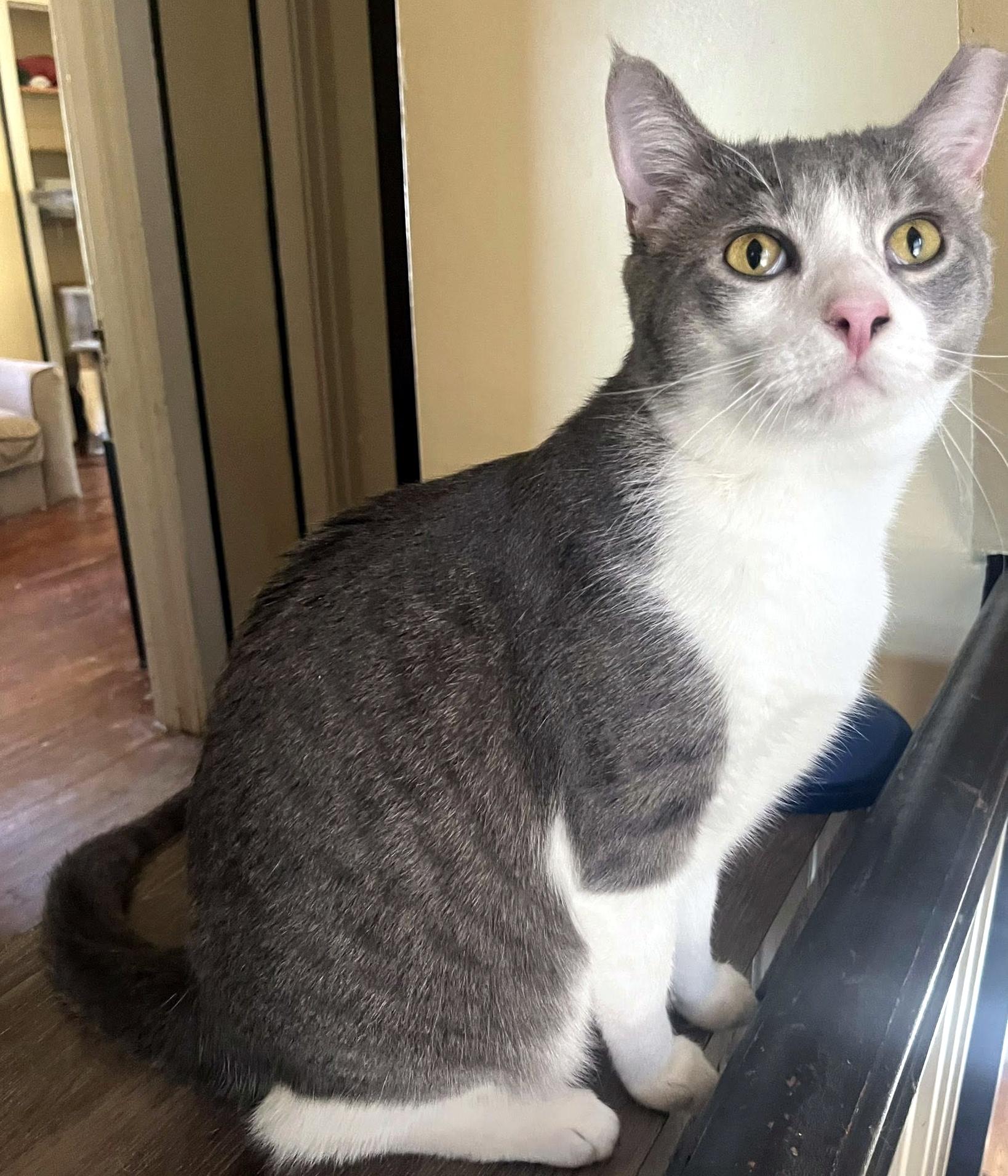 Enlarge Holmes & Silas, a Adoptable Domestic Long Hair in Pittsburgh, PA image 2/6