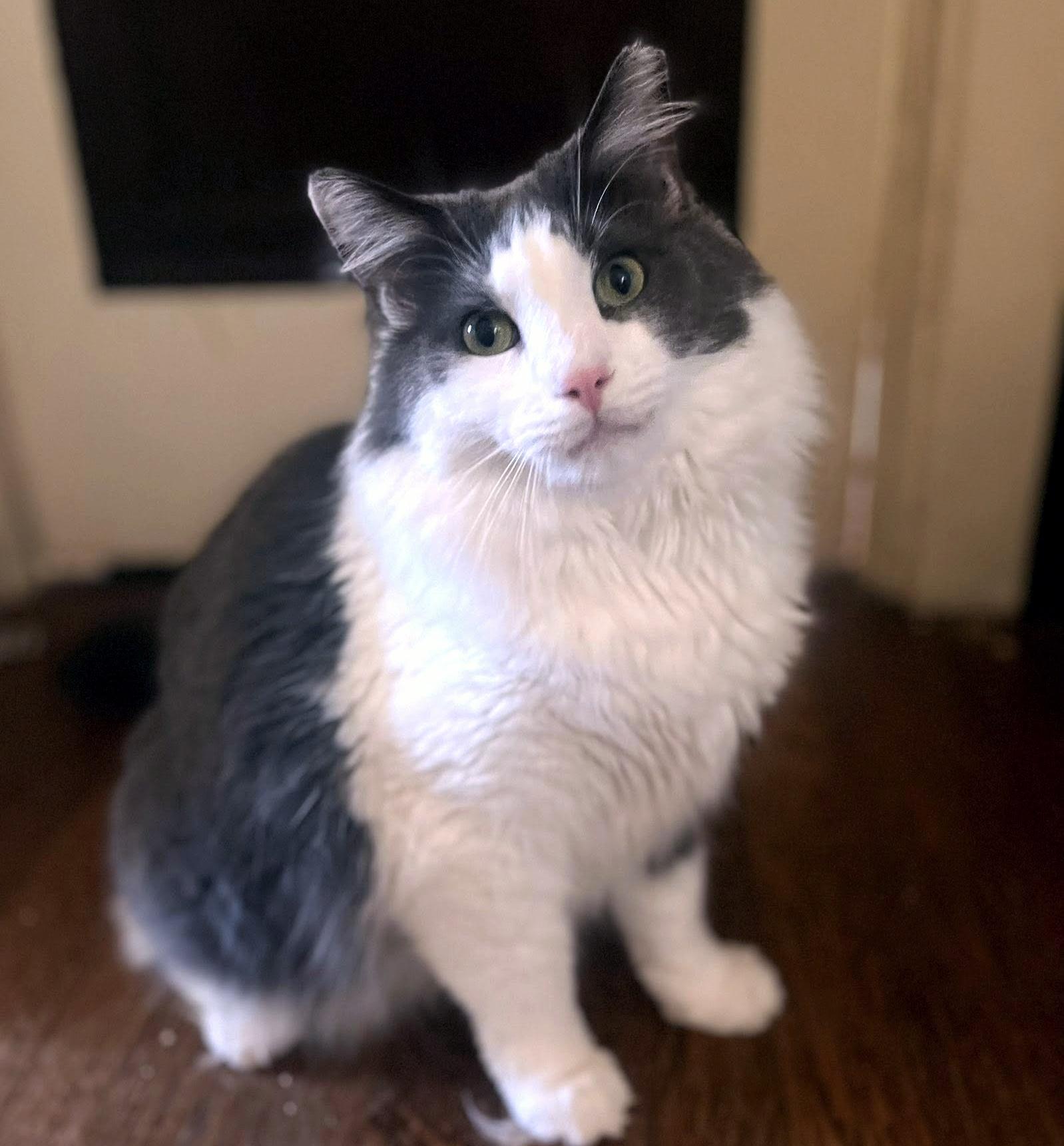 Enlarge Holmes & Silas, a Adoptable Domestic Long Hair in Pittsburgh, PA image 3/6