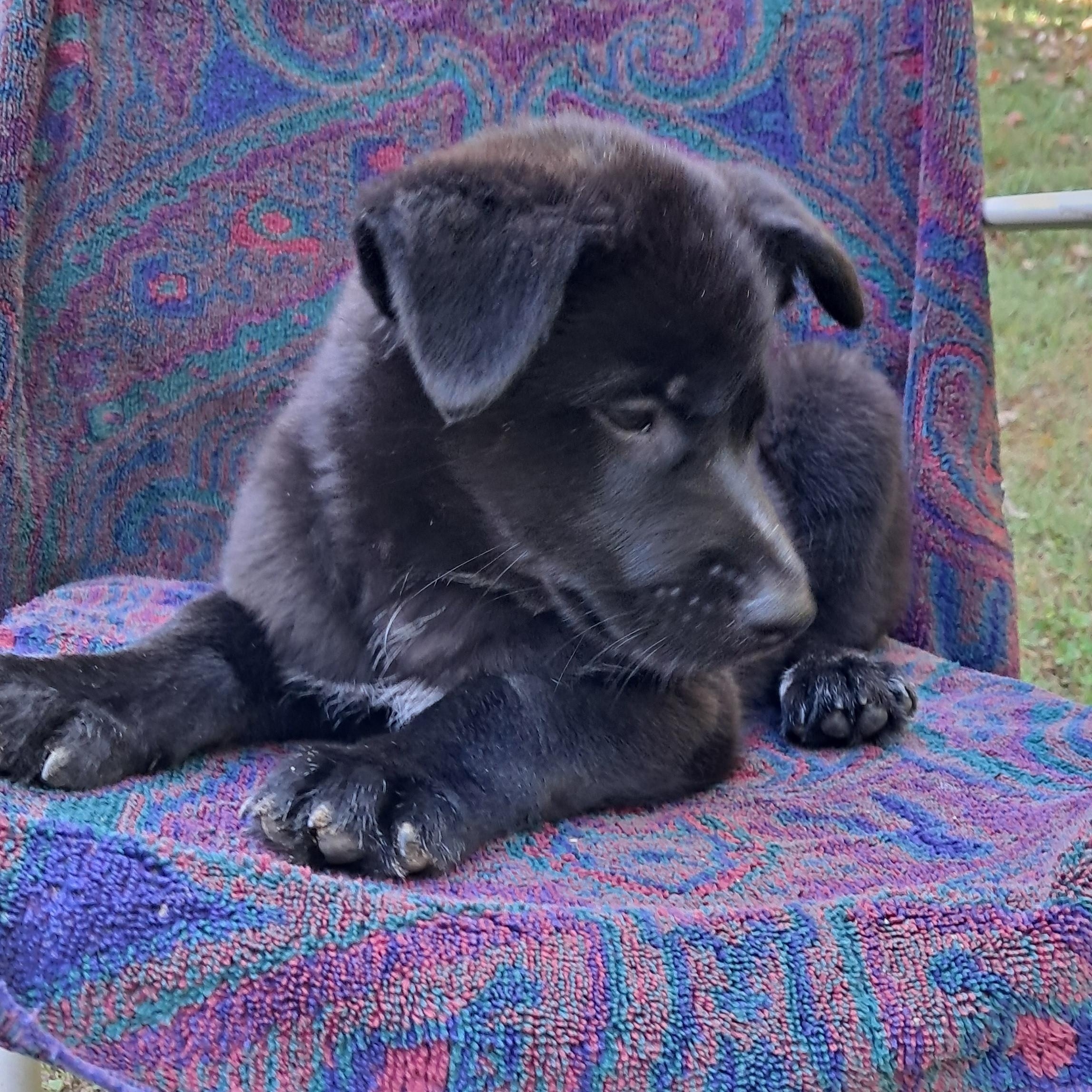 Enlarge KODA, a Adoptable mixed breed in Blue Bell, PA image 1/6