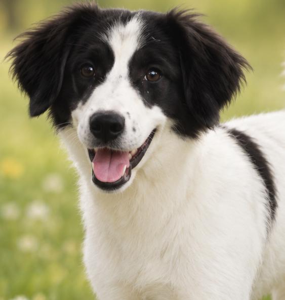 Enlarge Cleo, a ADOPTABLE mixed breed in Oklahoma City, OK, OK image 1/6