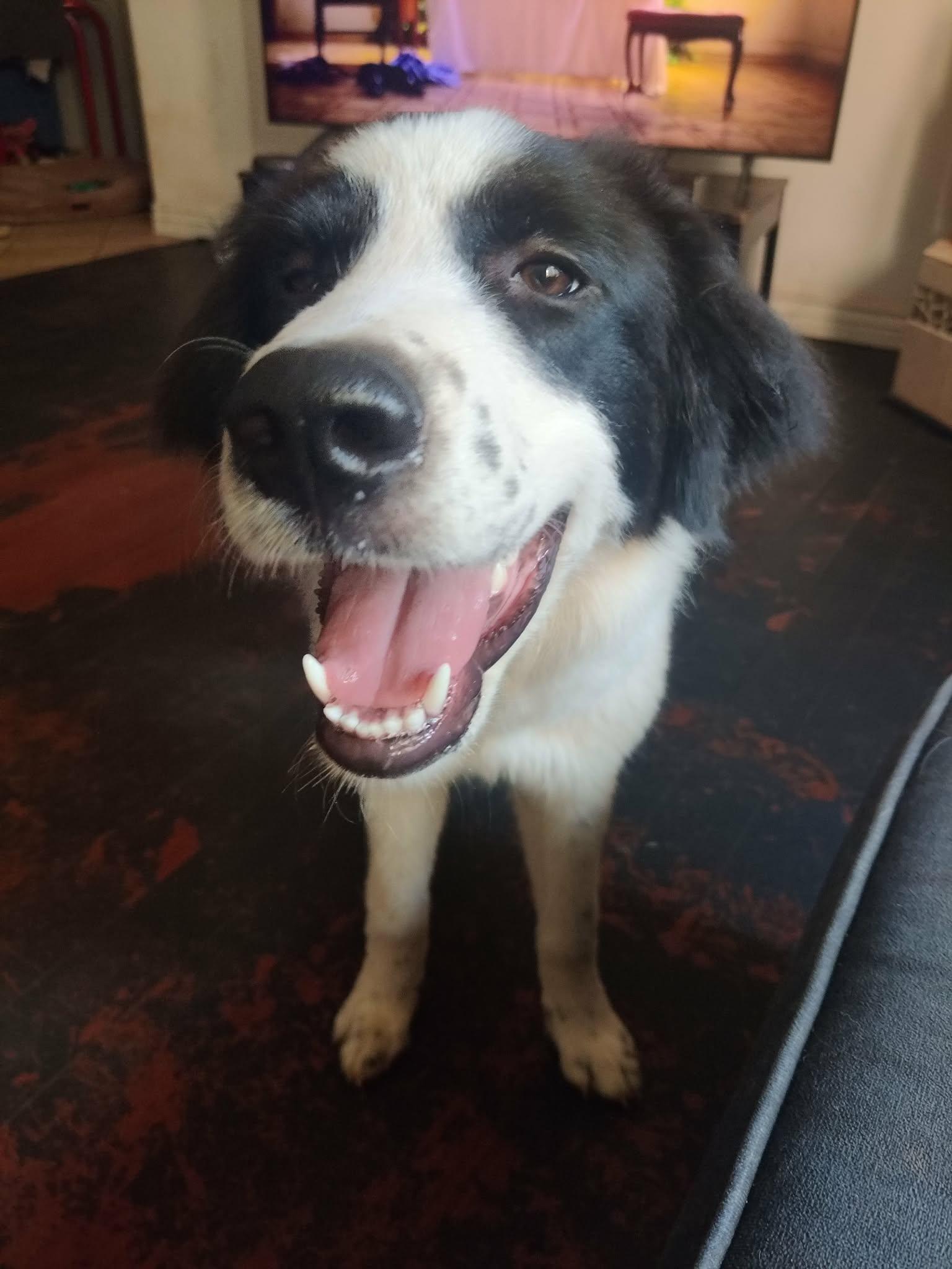 Enlarge Cleo, a ADOPTABLE mixed breed in Oklahoma City, OK, OK image 5/6