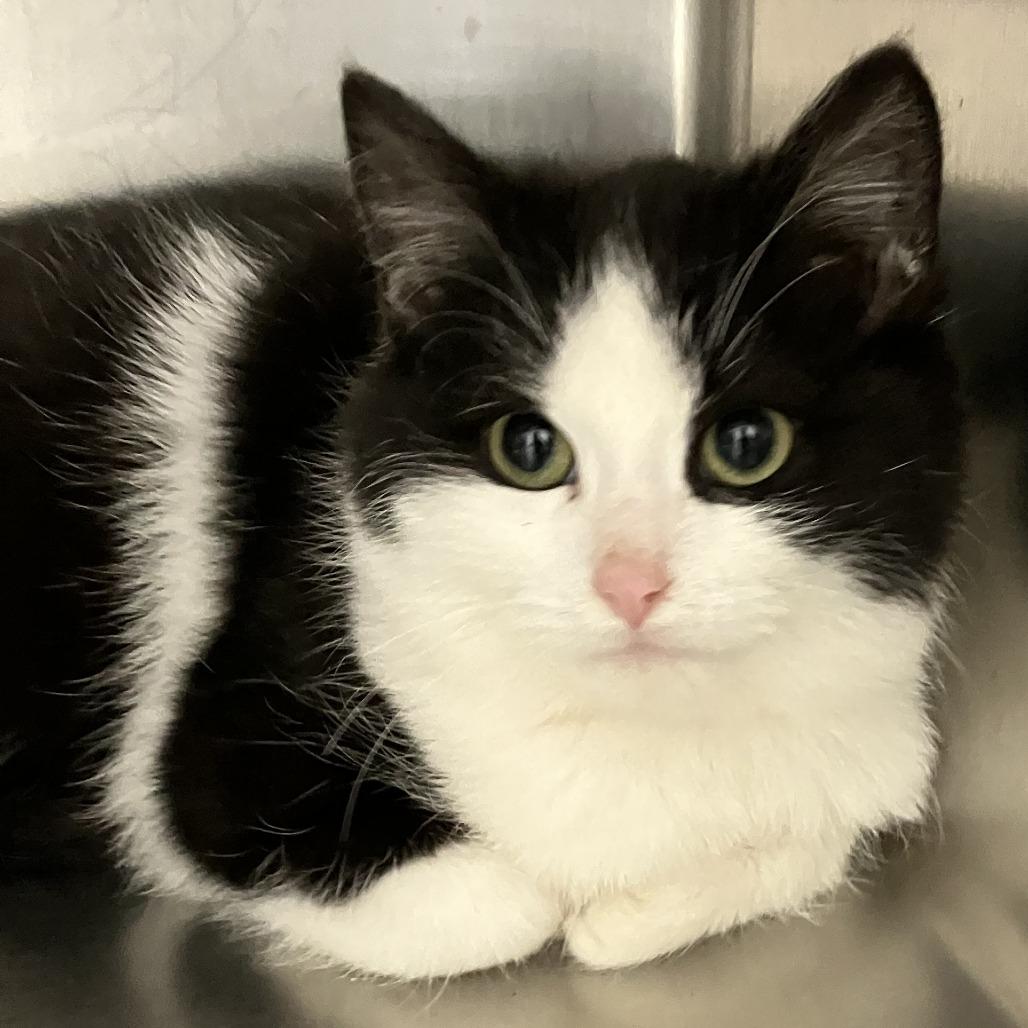 Ying - Chow Hound Knapp's Corner, Adoptable, Kitten Male Domestic Short Hair.