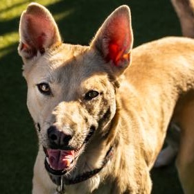 Enlarge Sangria, a ADOPTABLE Carolina Dog in Santa Cruz, CA image 4/5