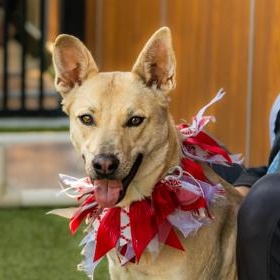 Enlarge Sangria, a ADOPTABLE Carolina Dog in Santa Cruz, CA image 2/5