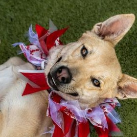 Enlarge Sangria, a ADOPTABLE Carolina Dog in Santa Cruz, CA image 5/5