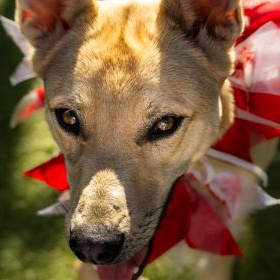 Enlarge Sangria, a ADOPTABLE Carolina Dog in Santa Cruz, CA image 3/5