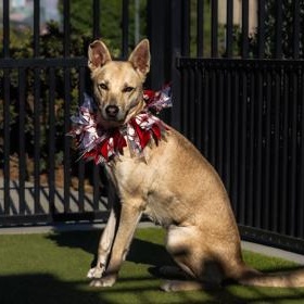 Sangria, ADOPTABLE, Adult Female Carolina Dog.