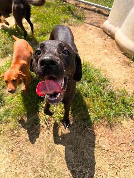 Cider, Adoptable, Young Male Labrador Retriever.
