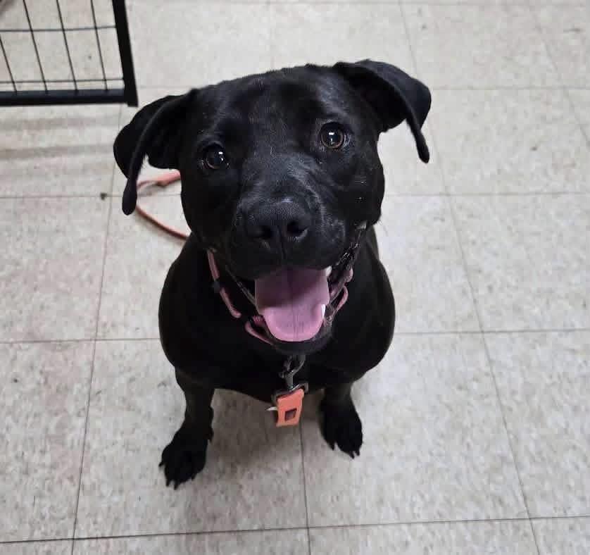 Annie, Adoptable, Young Female Mixed Breed.