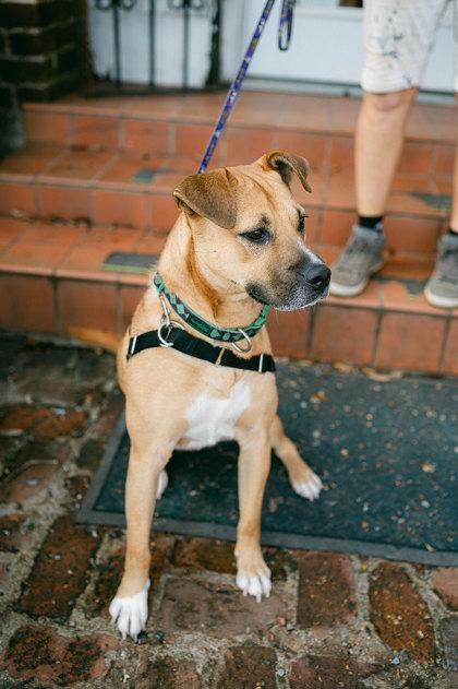 Petunia, Adoptable, Adult Female Mixed Breed & Mixed Breed.