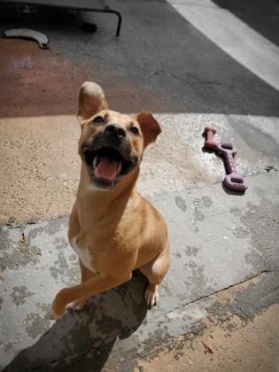 Petunia, Adoptable, Adult Female Mixed Breed & Mixed Breed.