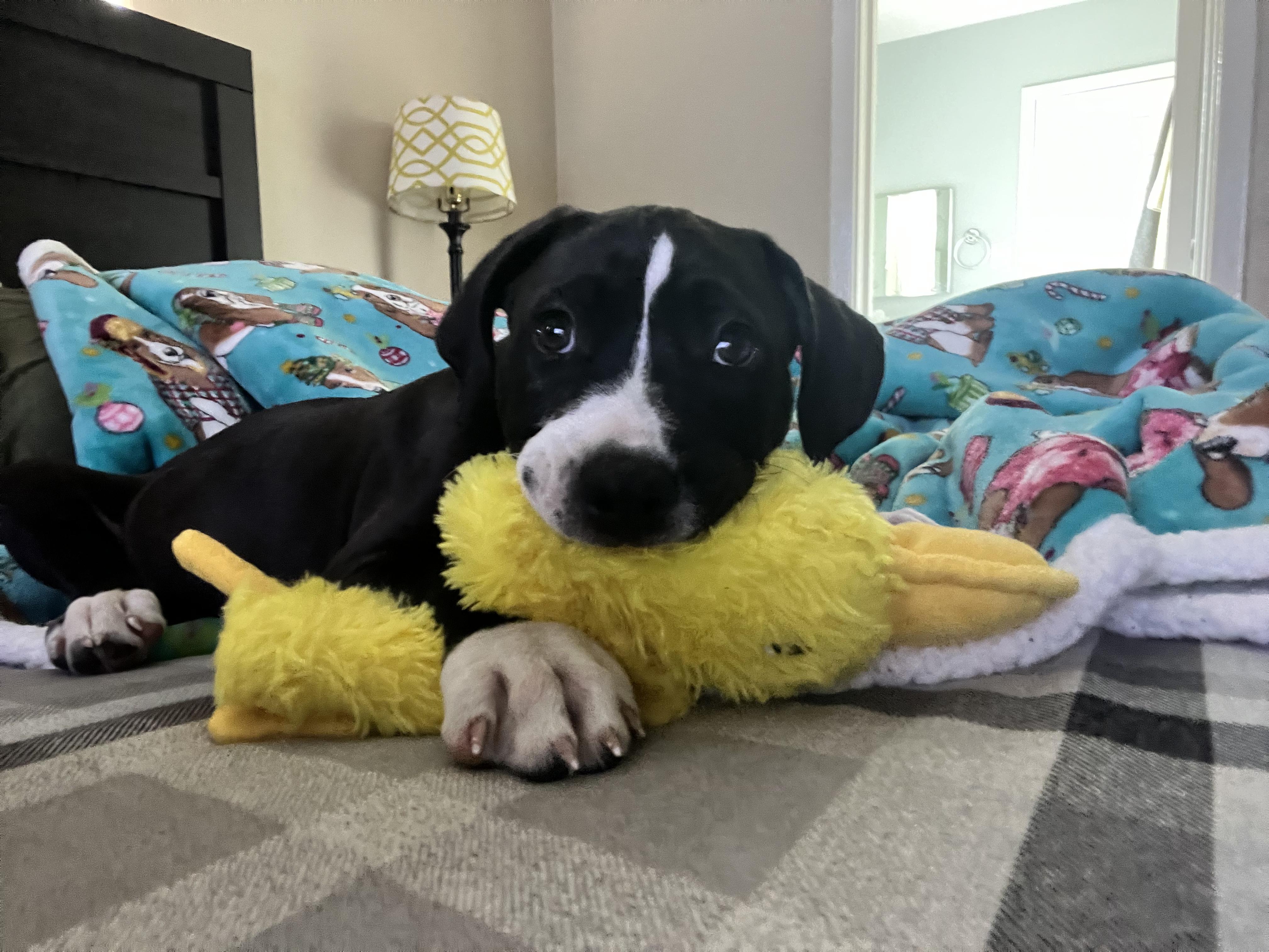 Enlarge Zeno, a Adopted mixed breed in Houston, TX image 1/6