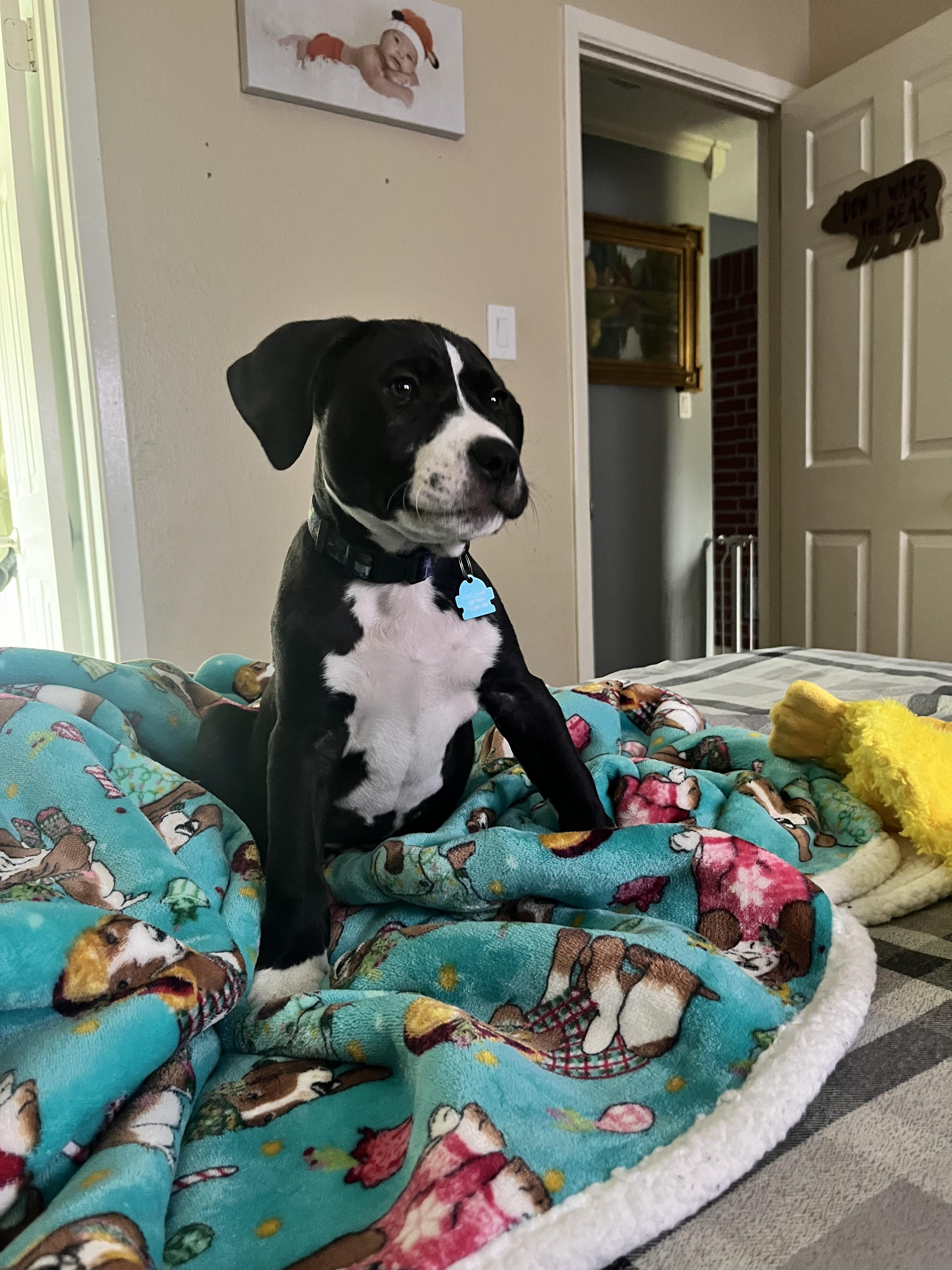 Enlarge Zeno, a Adopted mixed breed in Houston, TX image 2/6