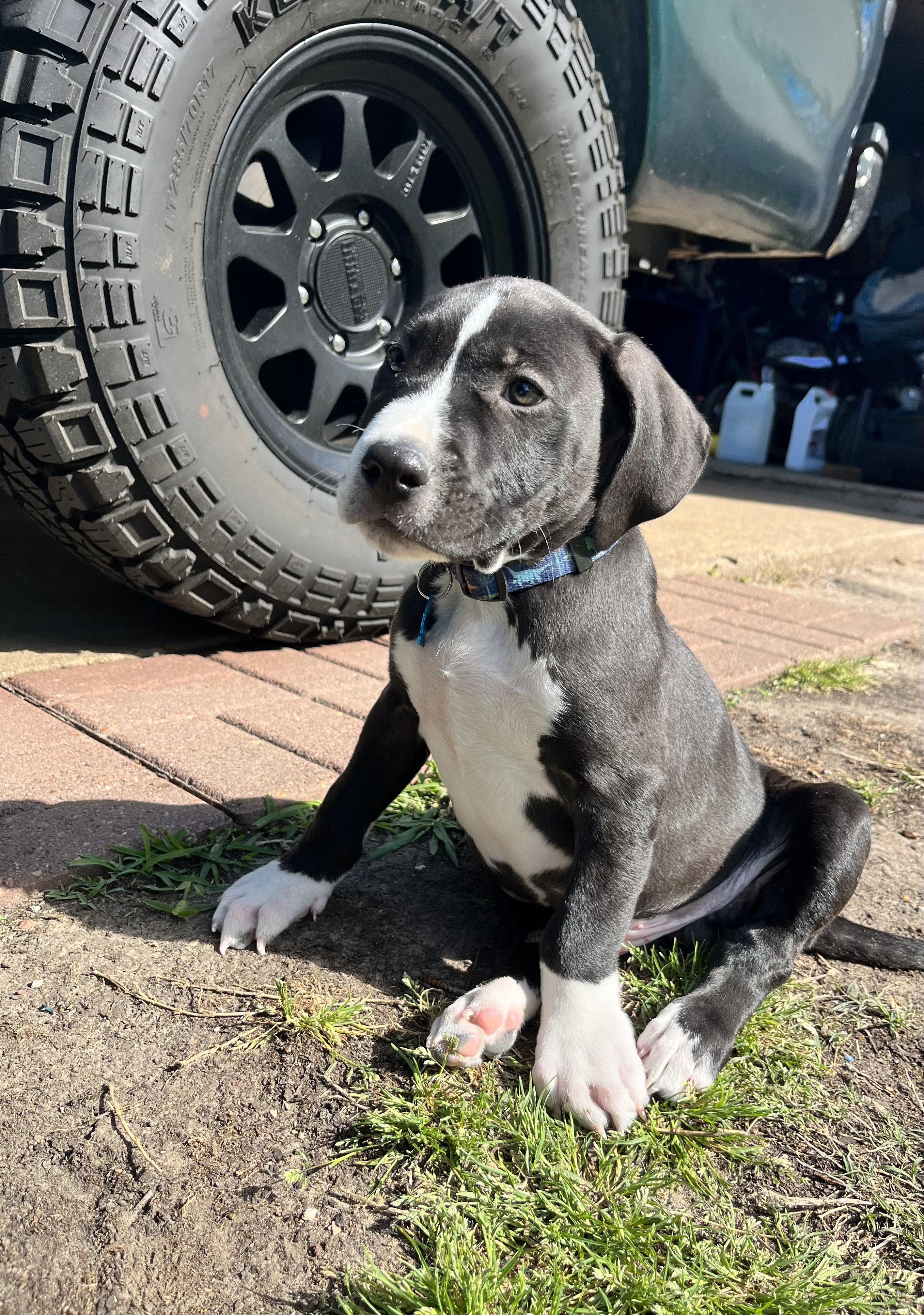 Enlarge Zeno, a Adopted mixed breed in Houston, TX image 3/6
