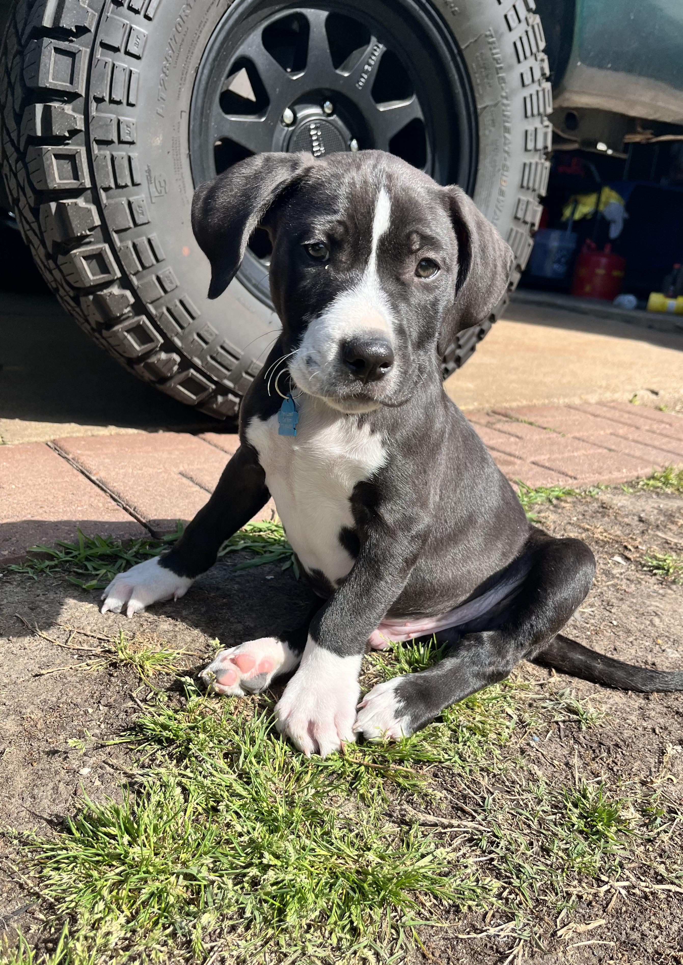 Enlarge Zeno, a Adopted mixed breed in Houston, TX image 5/6