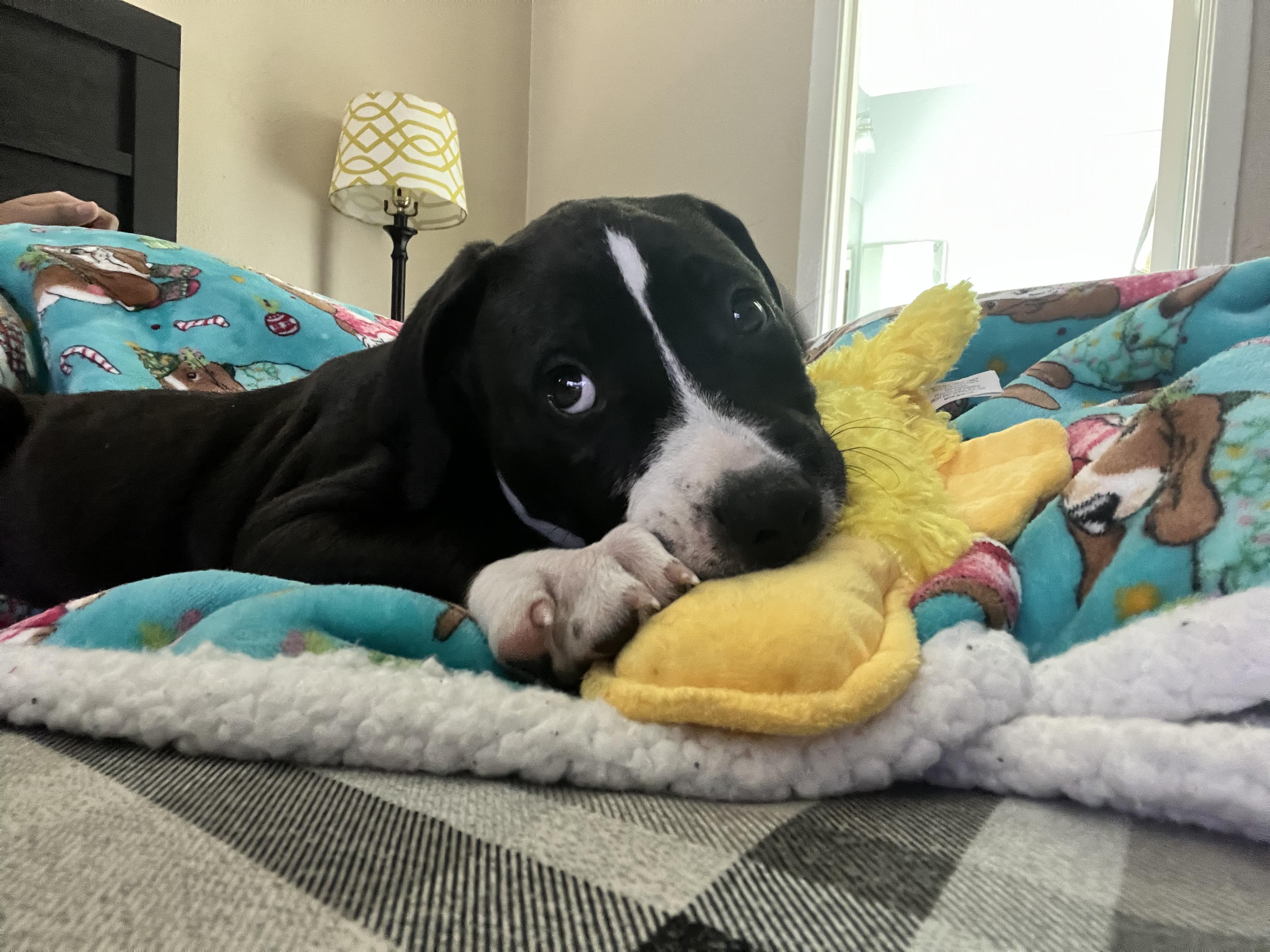 Enlarge Zeno, a Adopted mixed breed in Houston, TX image 6/6
