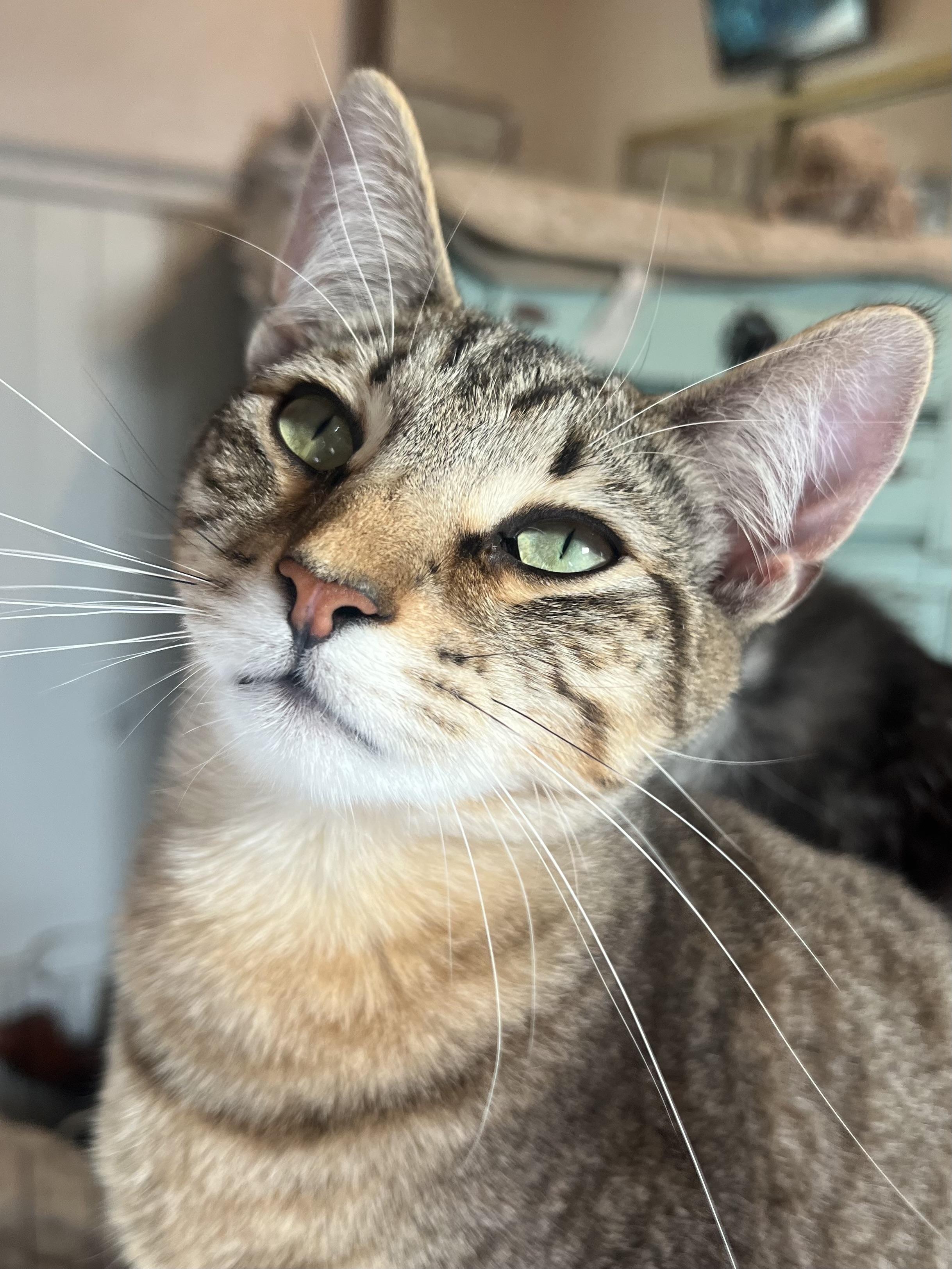 Enlarge Stefano, a Adoptable mixed breed in Ripon, CA image 5/5
