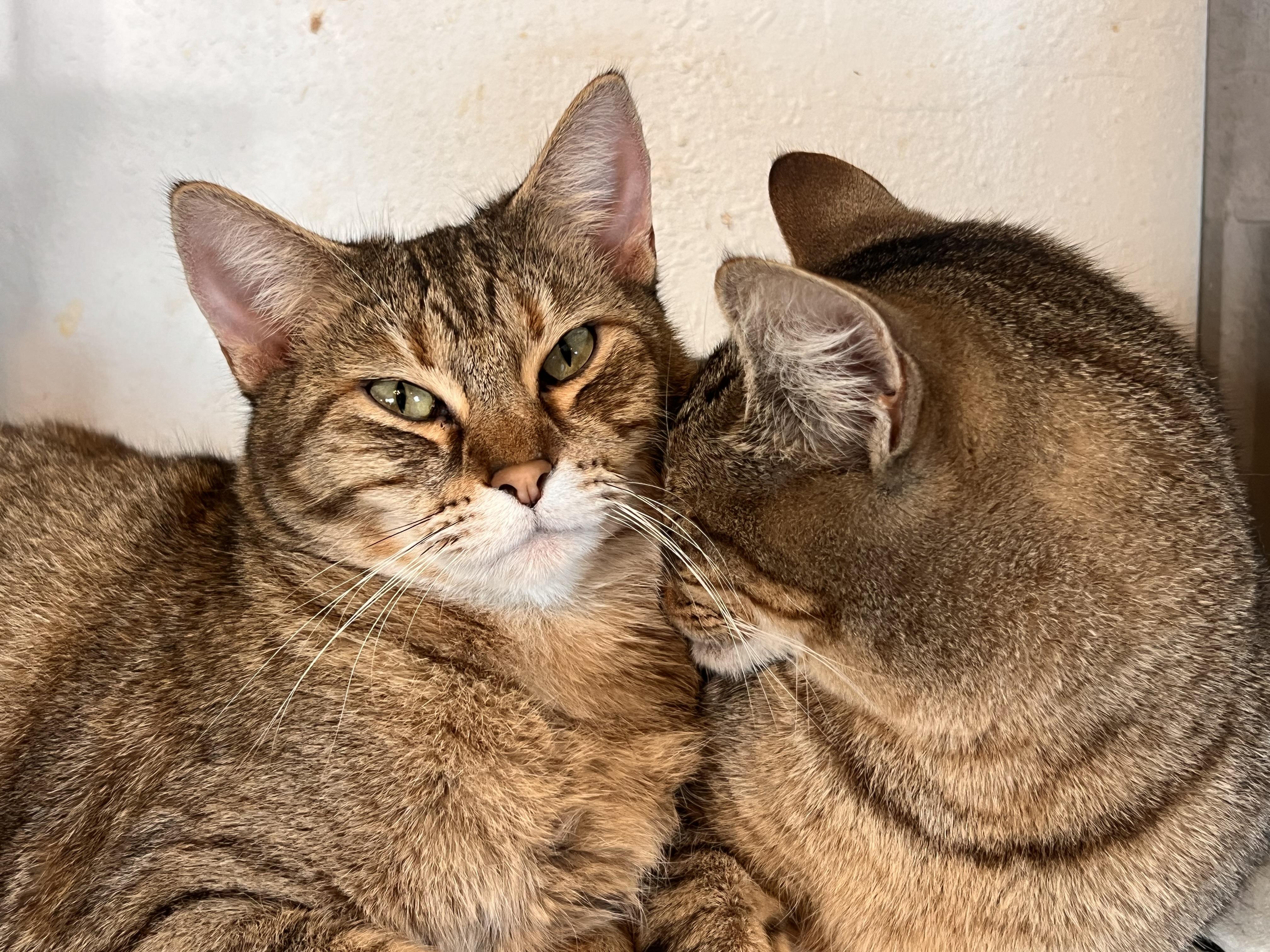 Enlarge Stefano, a Adoptable mixed breed in Ripon, CA image 3/5