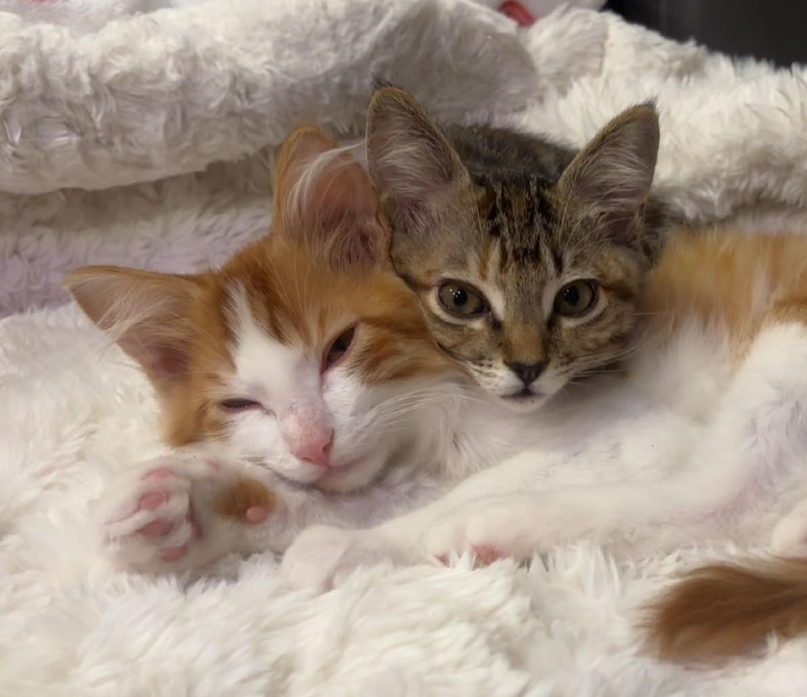 Enlarge Rico and Mimi, an adopted mixed breed in Mission Viejo, CA image 2/6