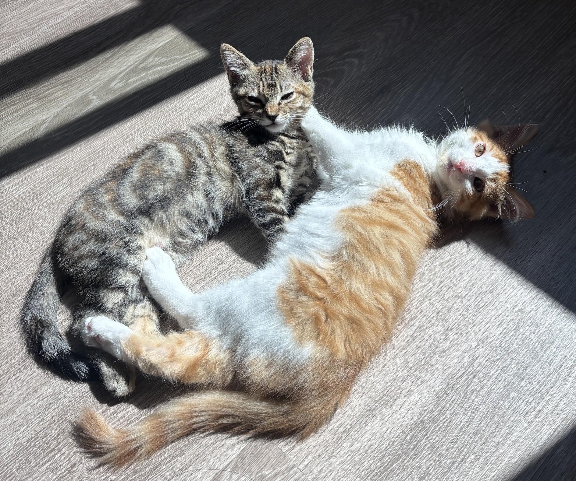 Enlarge Rico and Mimi, an adopted mixed breed in Mission Viejo, CA image 3/6