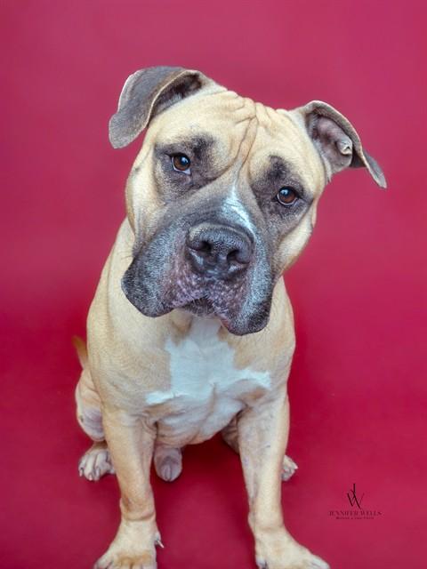 LEGOLASS, Adoptable, Adult Male Mastiff.