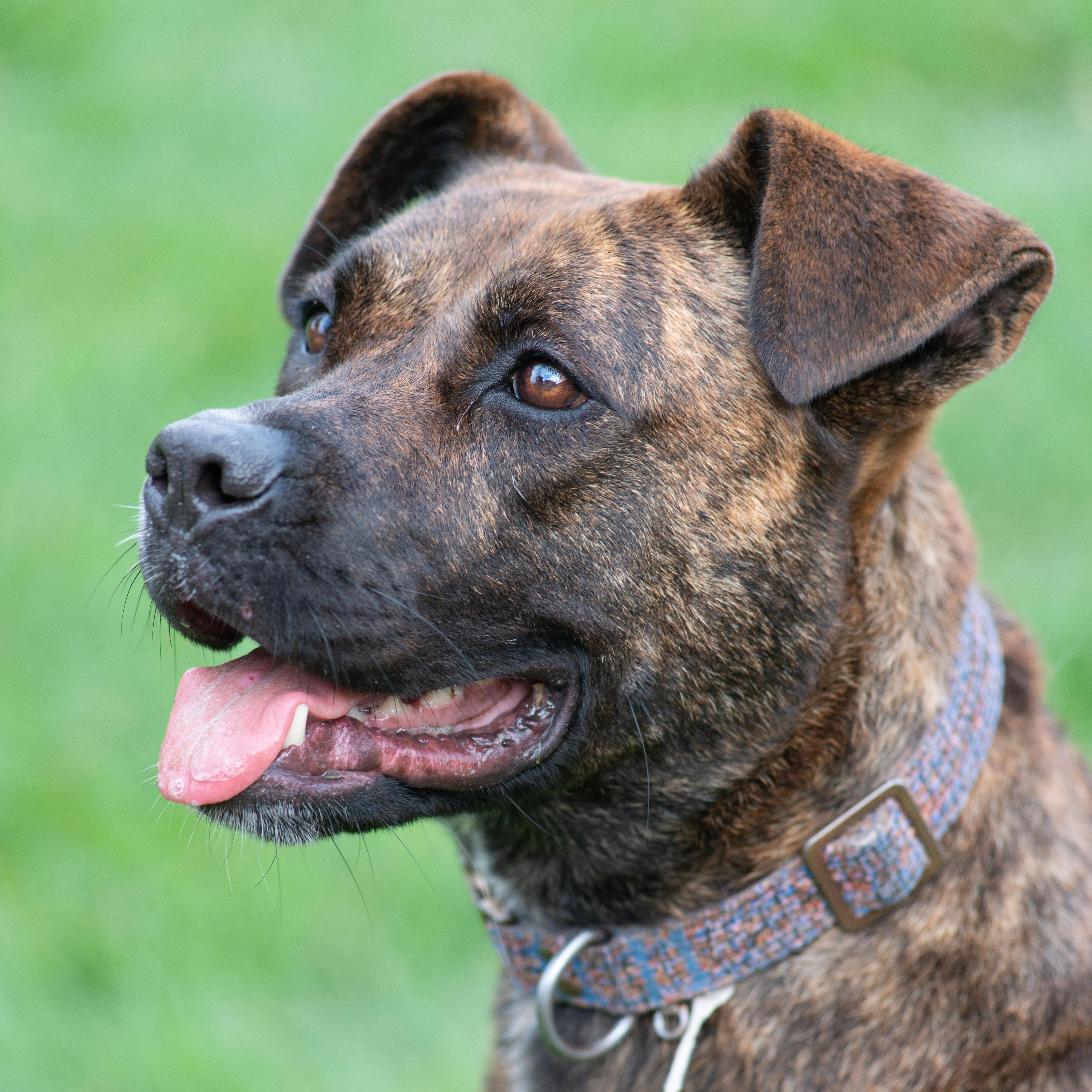 Marble, Adult Female Pit Bull Terrier