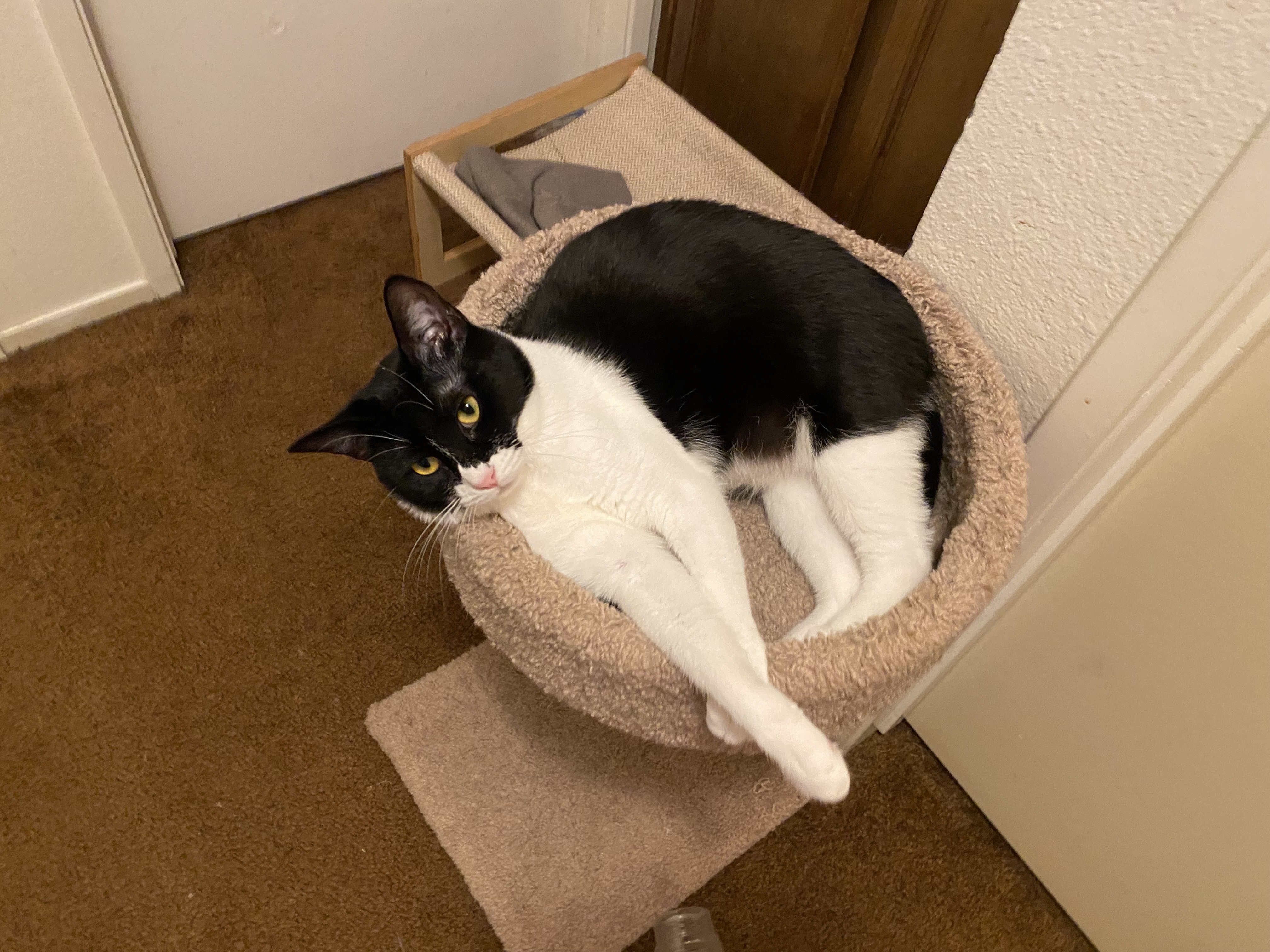 Lorrena — thumbnail 3