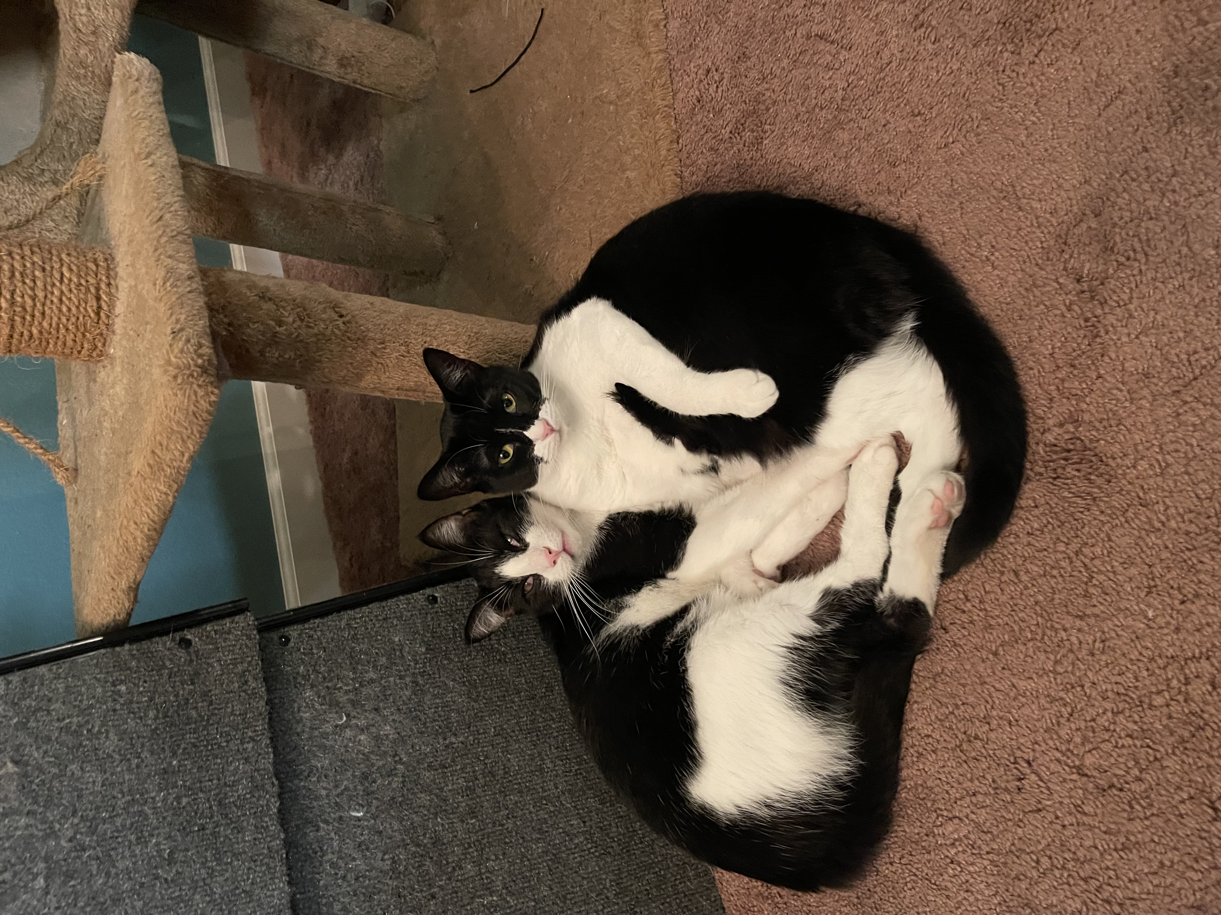 Lorrena — thumbnail 4