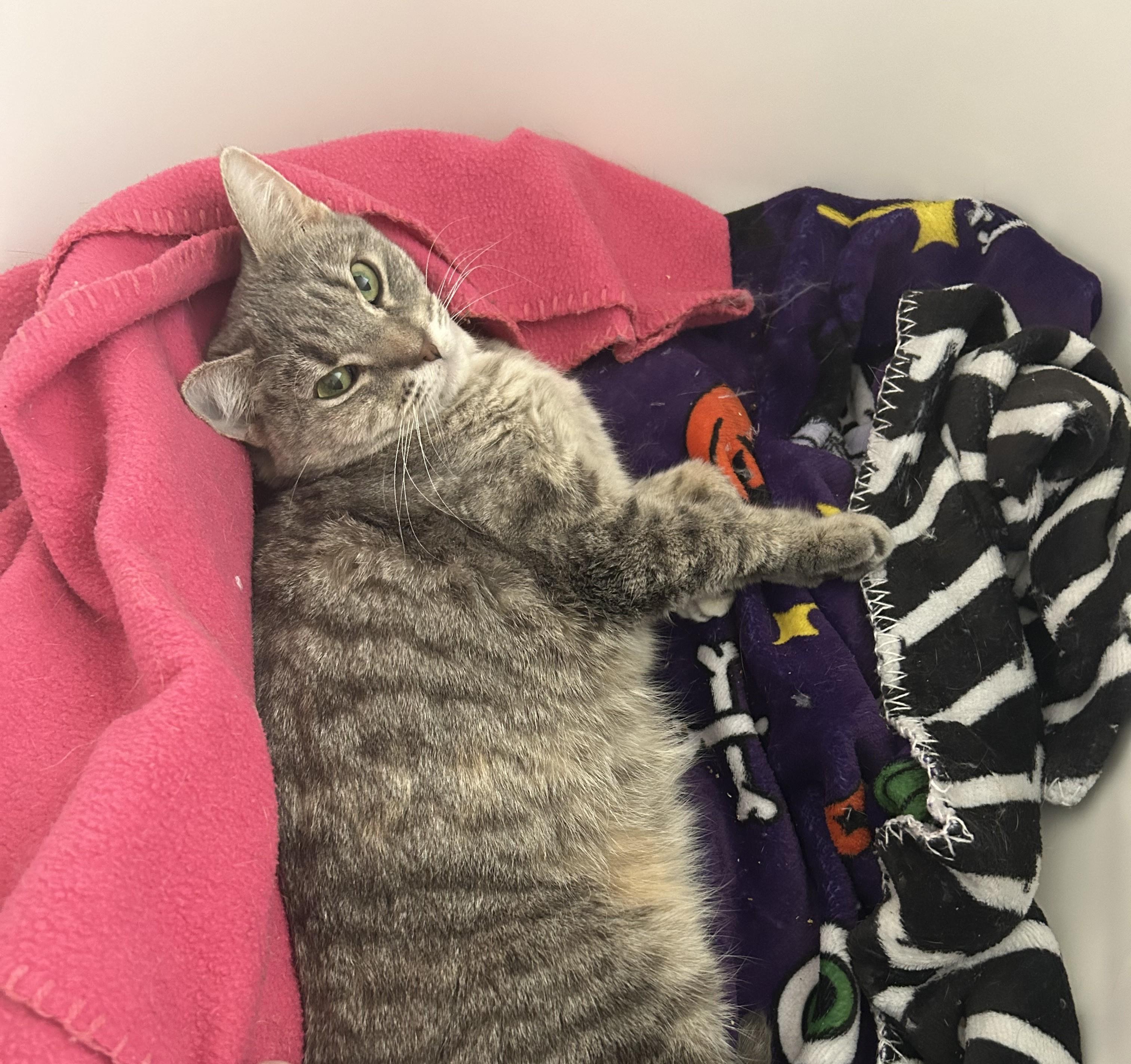 Enlarge Flannel, a ADOPTABLE Domestic Short Hair in Cedar Rapids, IA image 2/4