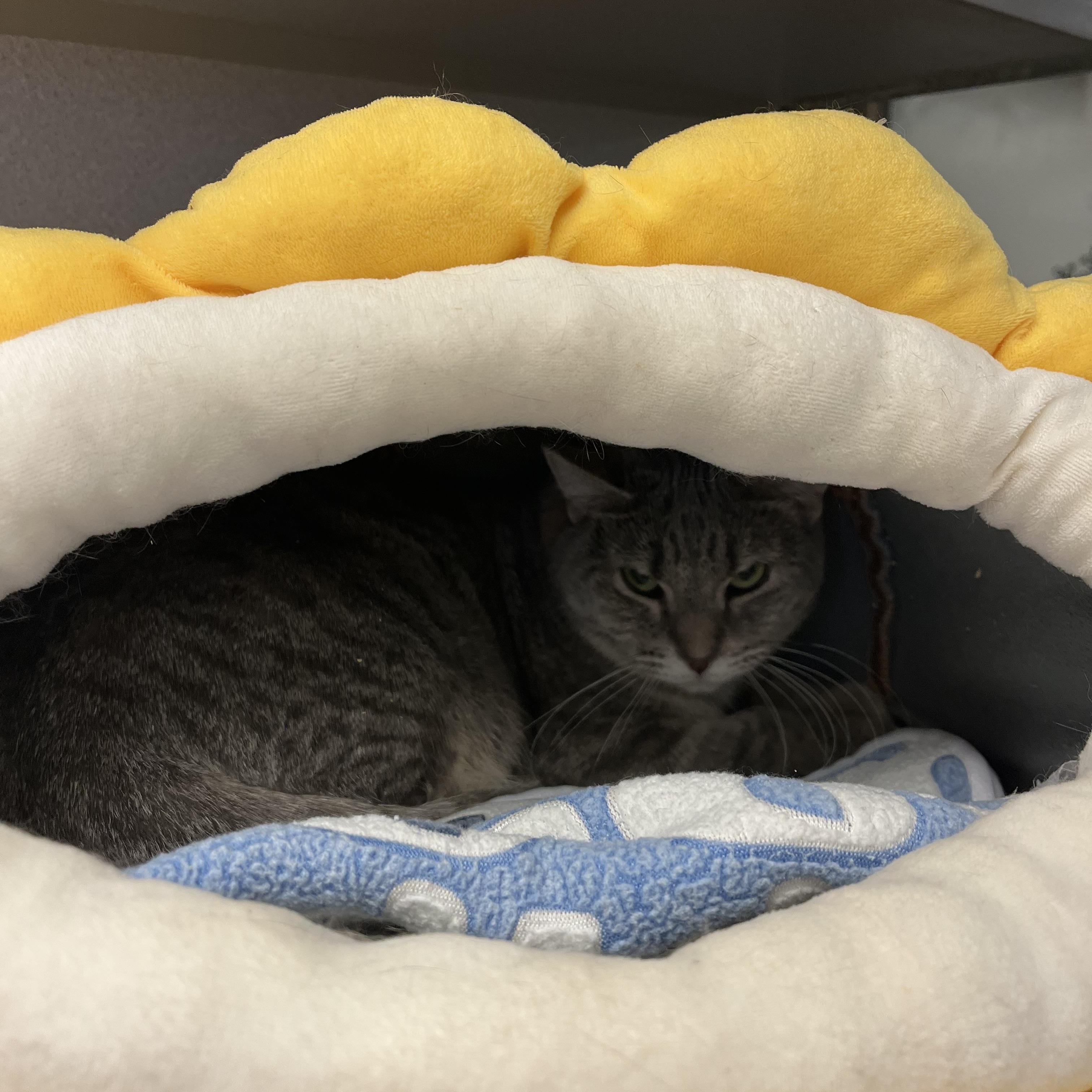 Flannel-- in foster, a ADOPTABLE mixed breed in Cedar Rapids, IA image 2/2