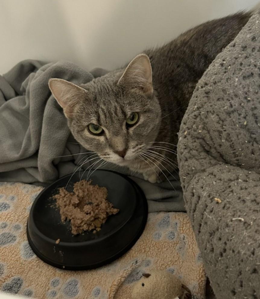 Flannel-- in foster, ADOPTABLE, Adult Female Domestic Short Hair.