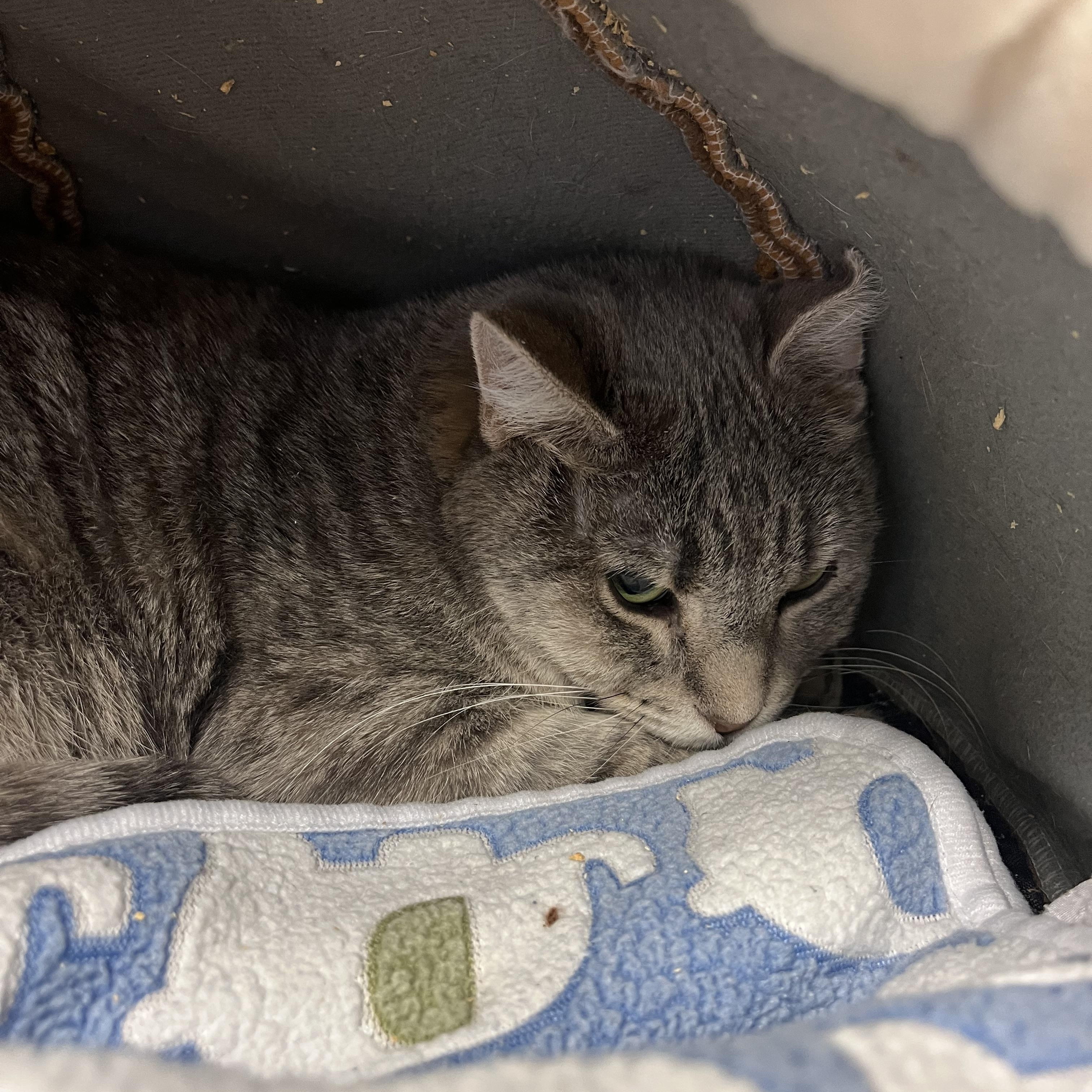 Flannel-- in foster, a ADOPTABLE mixed breed in Cedar Rapids, IA image 1/2