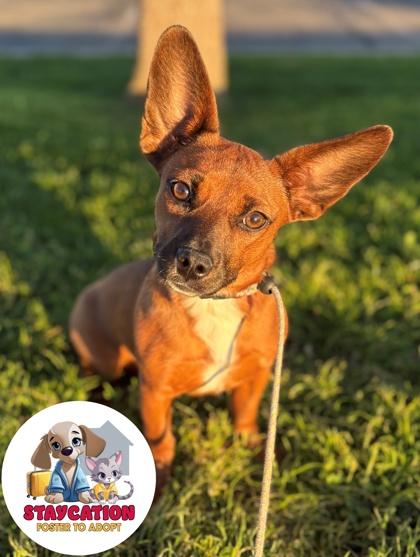 Mallory, Adoptable, Adult Female Chihuahua & Mixed Breed.