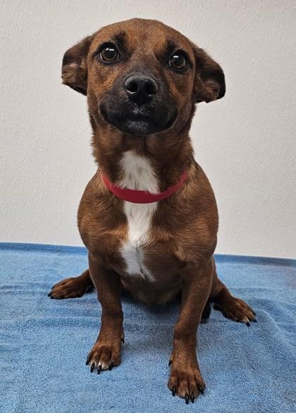 Enlarge Mallory, a Adoptable mixed breed in Phoenix, AZ image 2/3